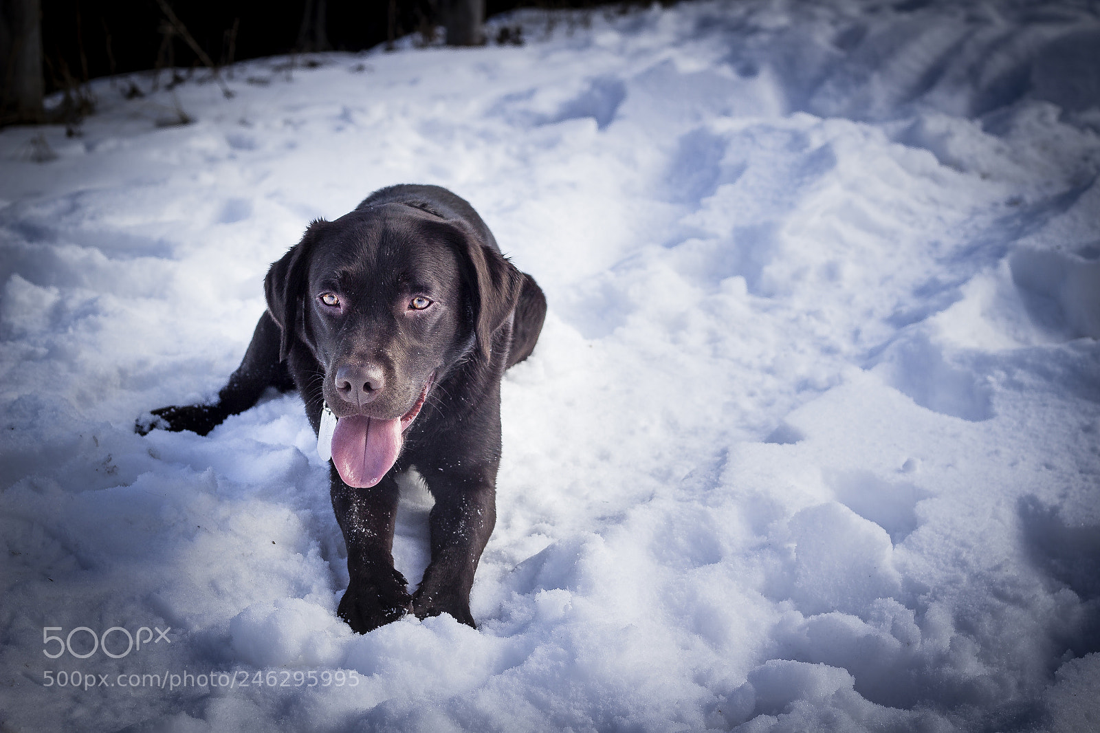 Canon EOS 600D (Rebel EOS T3i / EOS Kiss X5) sample photo. Flame in the snow photography
