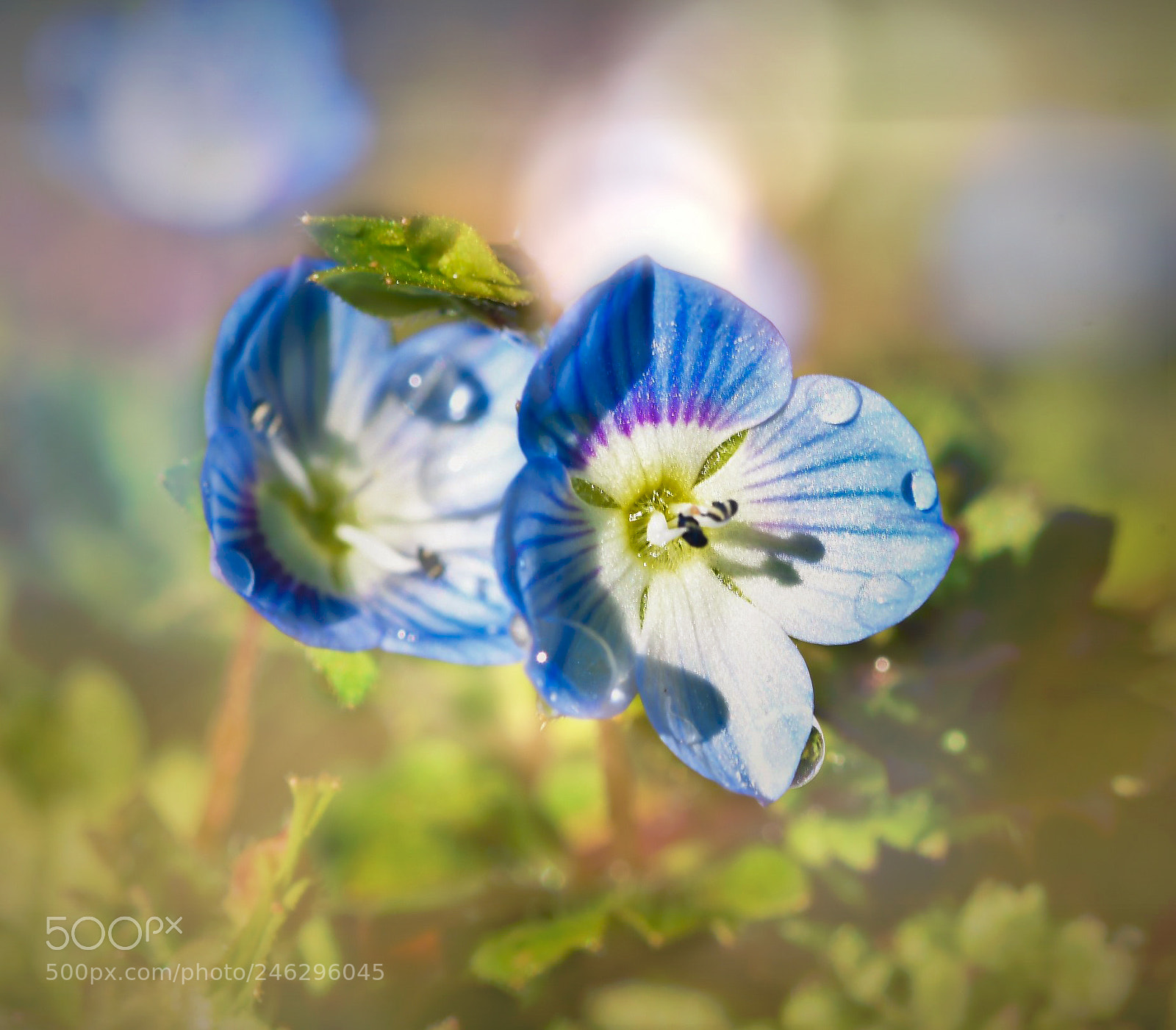 Nikon D500 sample photo. Fiorellini photography