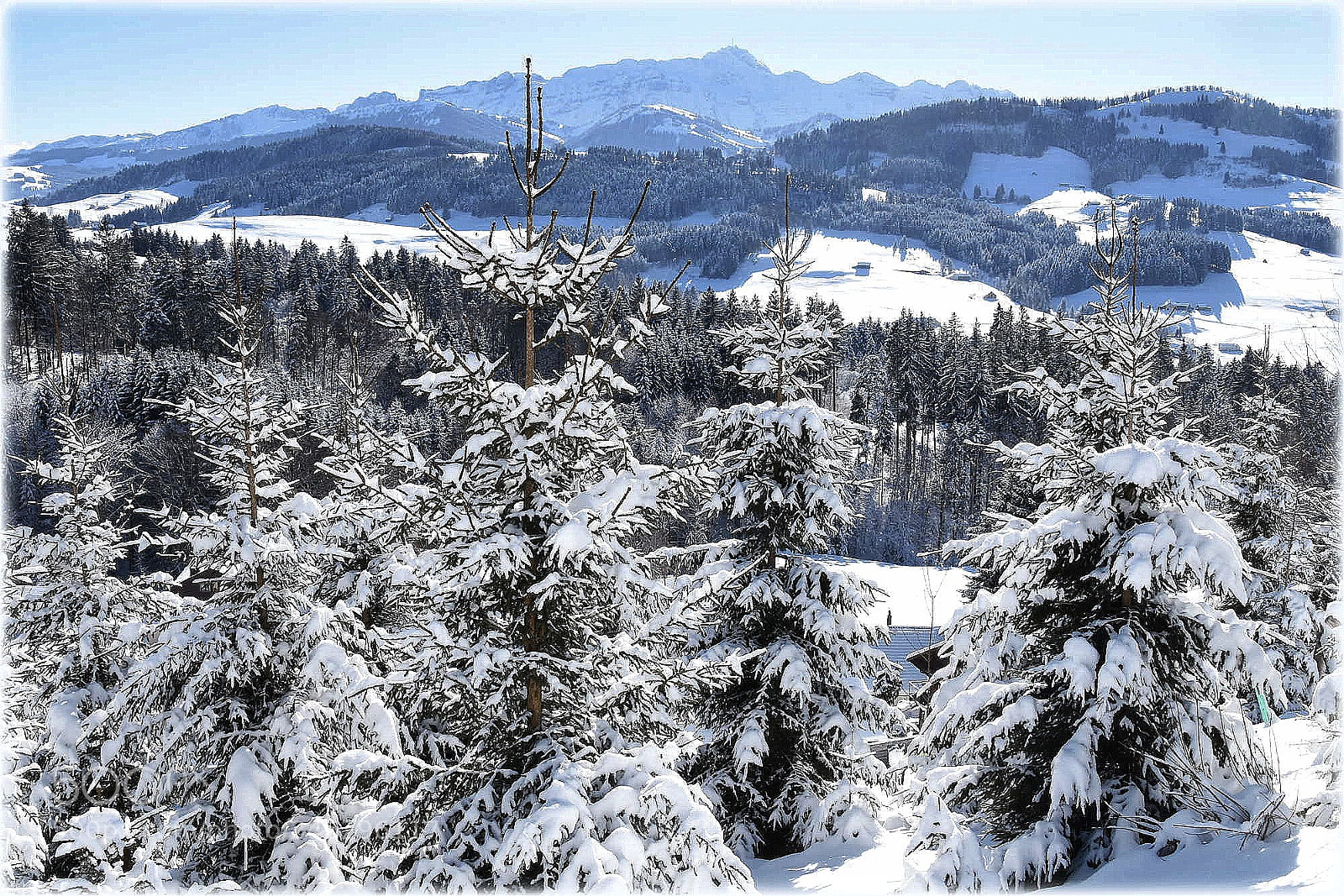 Nikon D7200 sample photo. "snow..." photography