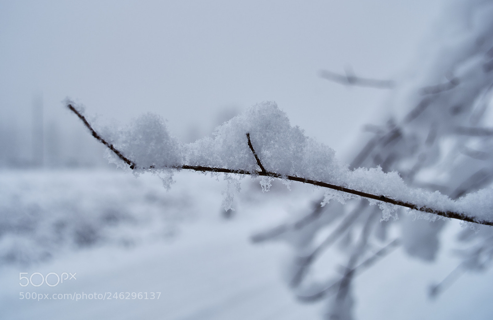 Pentax K-5 II sample photo. Branch under snow photography