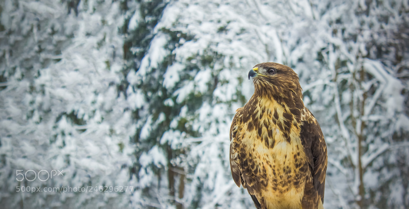 Canon EOS 600D (Rebel EOS T3i / EOS Kiss X5) sample photo. Hawk in carpathian mountains photography