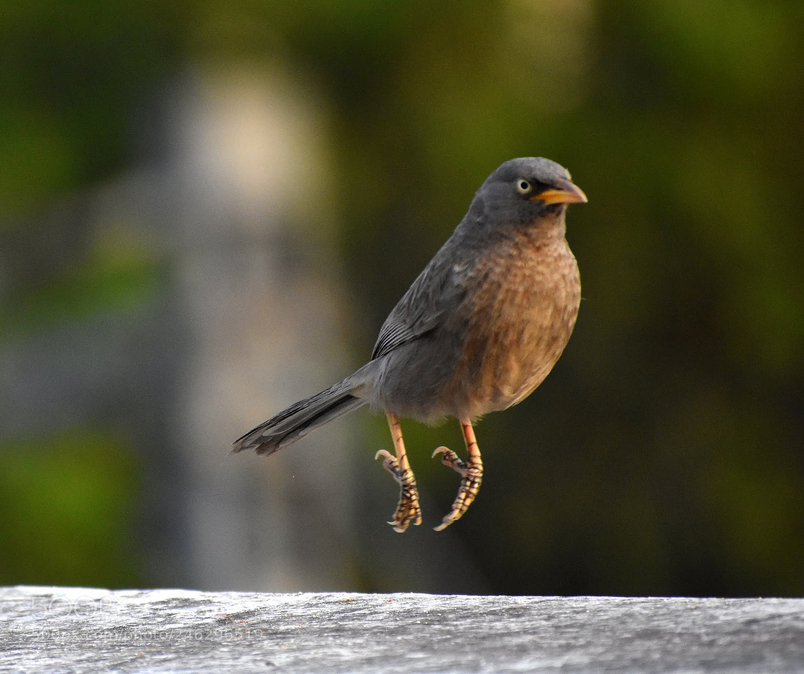 Nikon D7200 sample photo. Jumping babbler photography