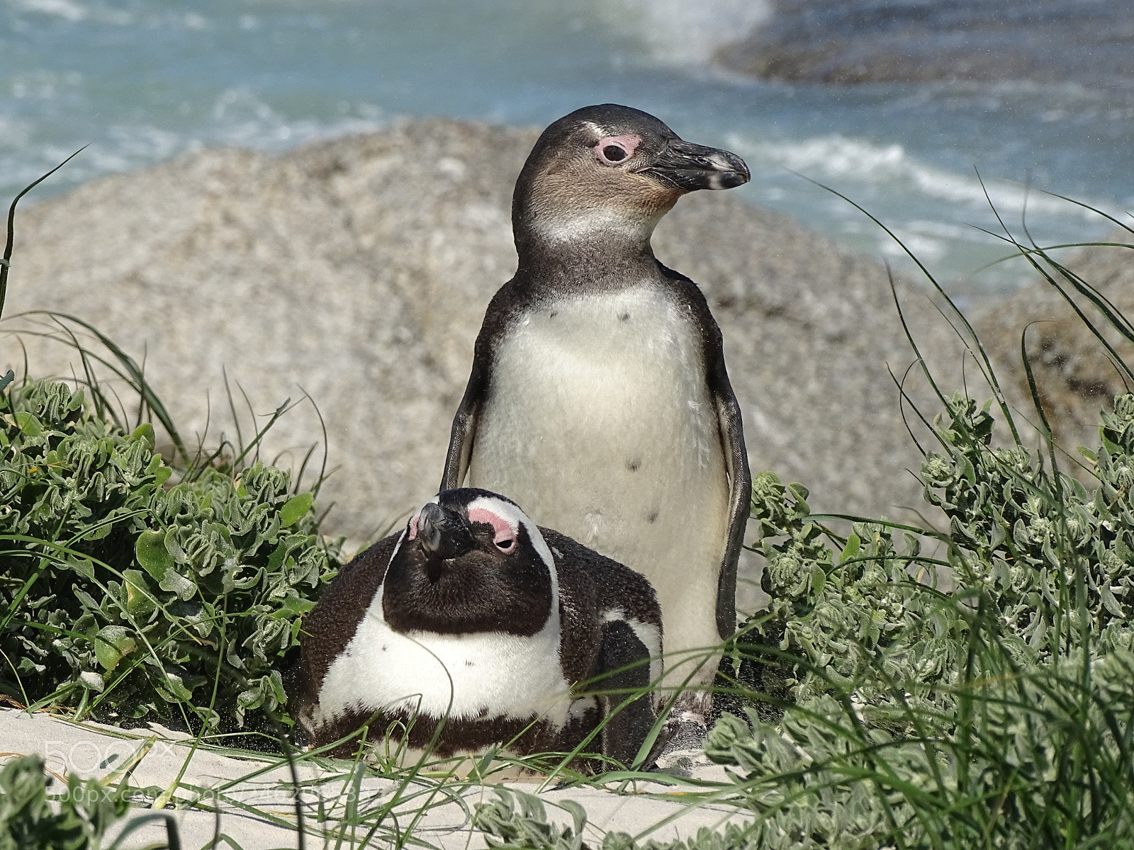 Sony Cyber-shot DSC-HX400V sample photo. Penguins at the beach photography