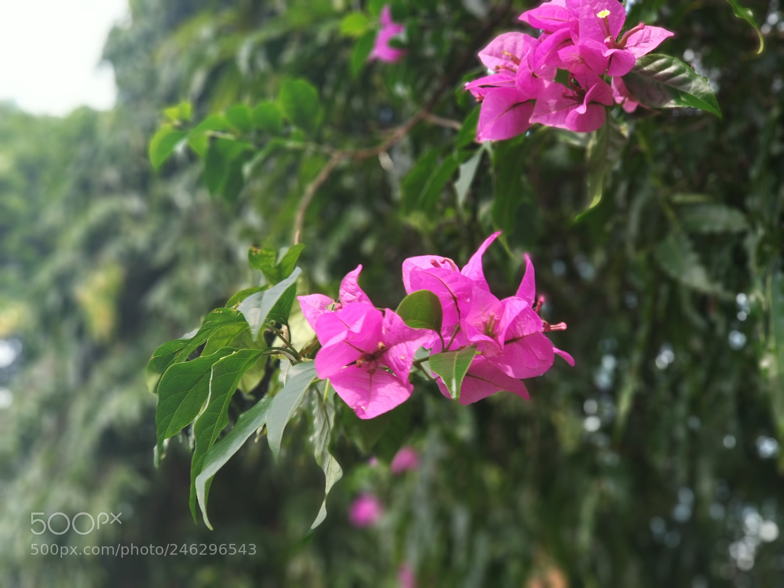 Xiaomi MI6 sample photo. The fallen leaves never photography