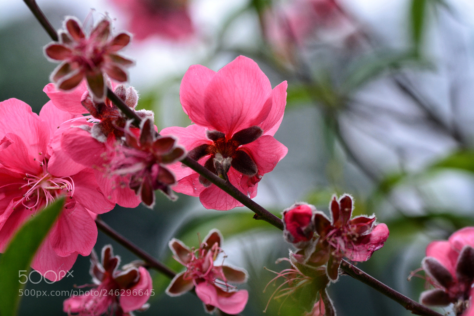 Nikon D7100 sample photo. Untitled photography