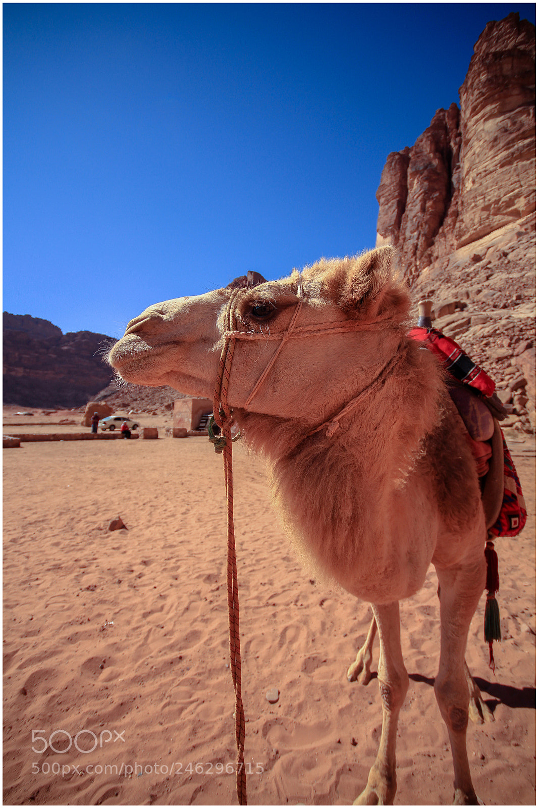 Canon EOS 700D (EOS Rebel T5i / EOS Kiss X7i) sample photo. Camel photography