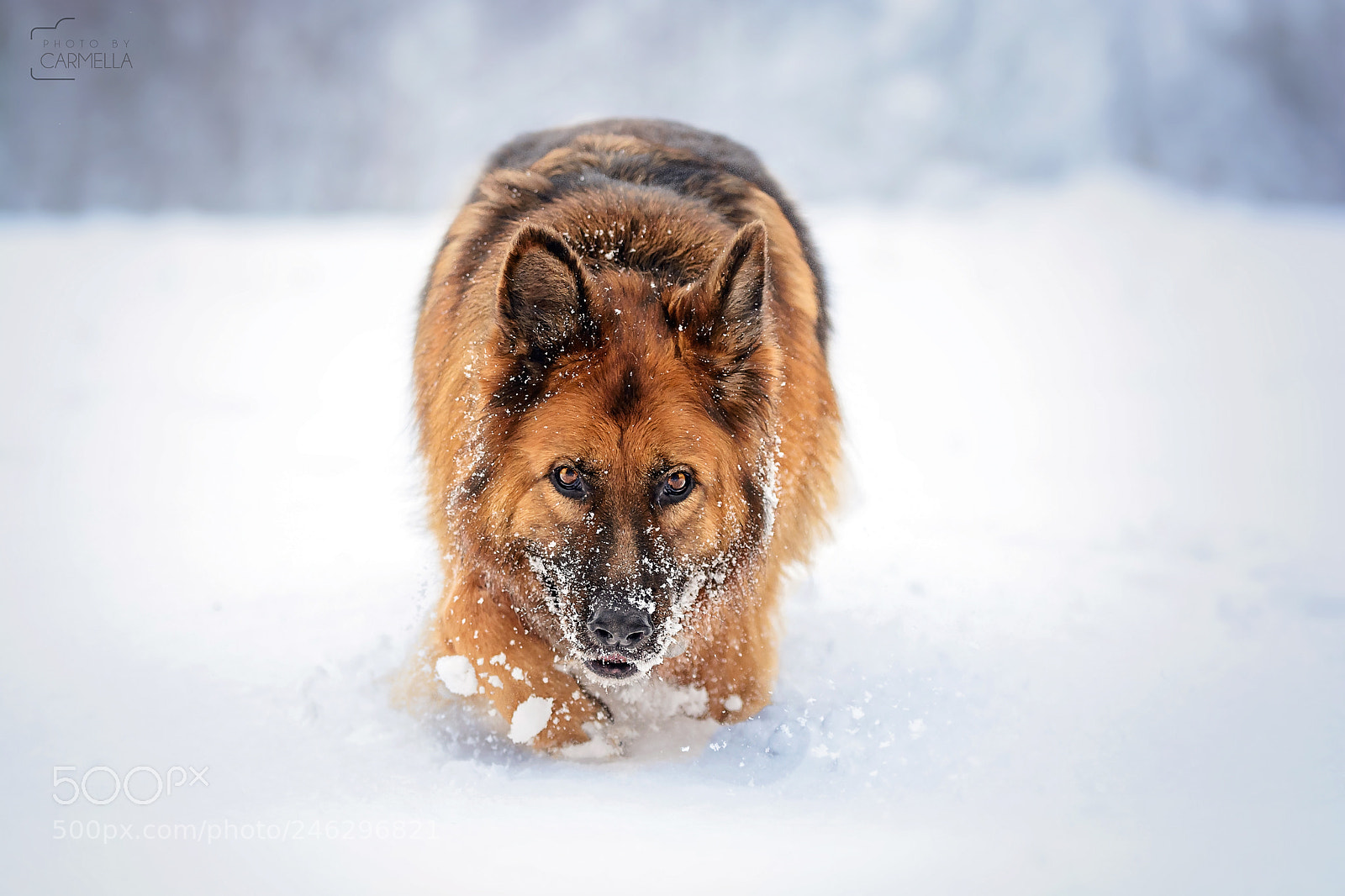 Nikon D7100 sample photo. Play in snow photography