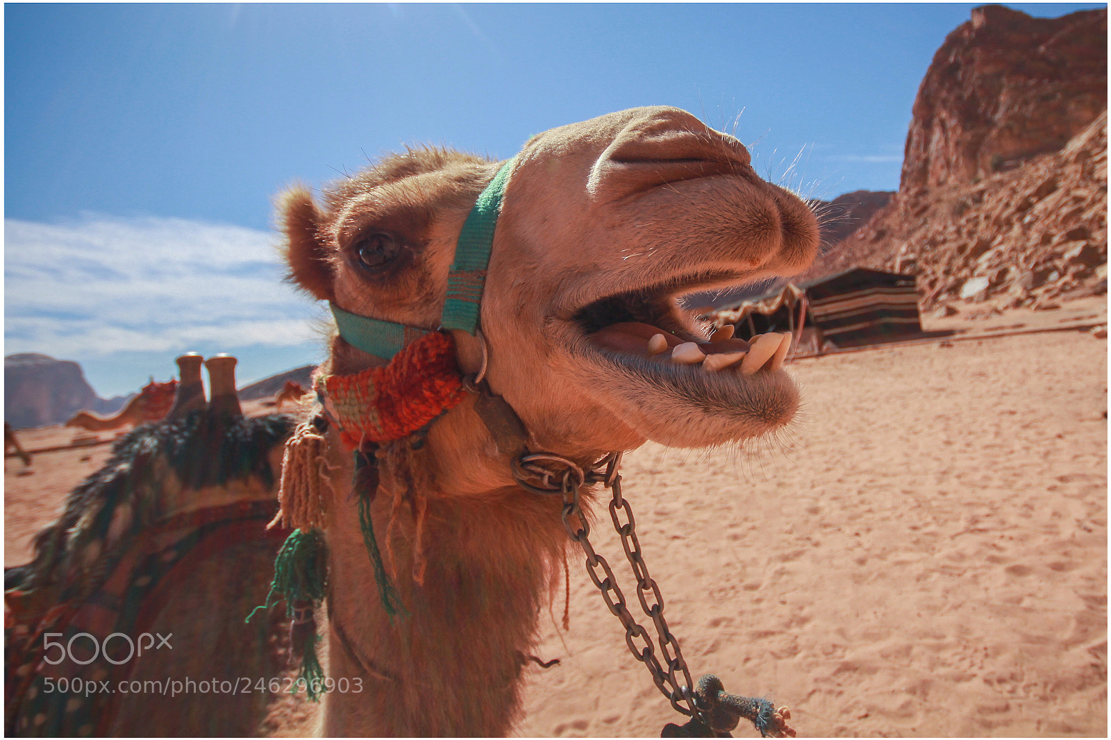 Canon EOS 700D (EOS Rebel T5i / EOS Kiss X7i) sample photo. Camel photography