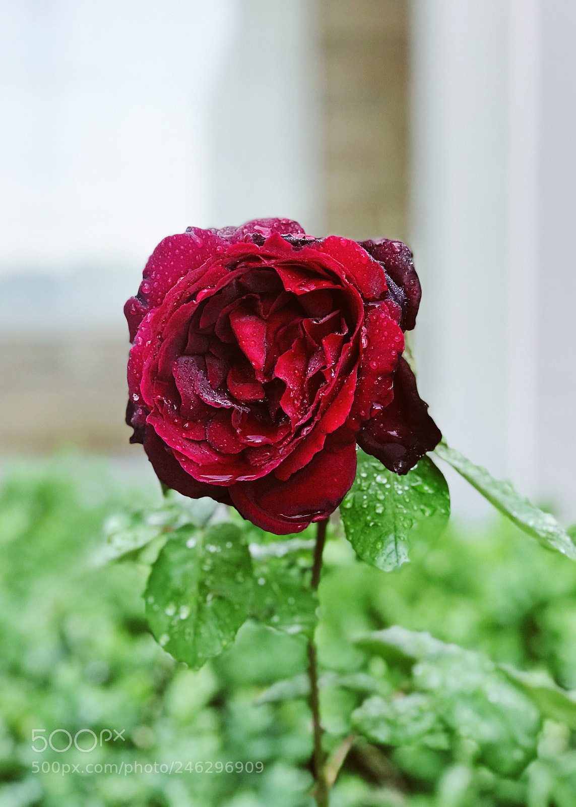 Apple iPhone 7 Plus sample photo. Single lone red rose photography