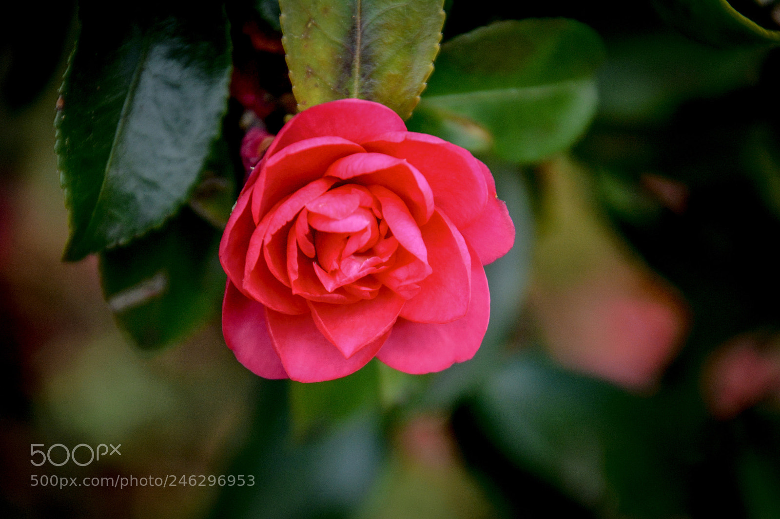 Nikon D7100 sample photo. Camellia (tsubaki) photography