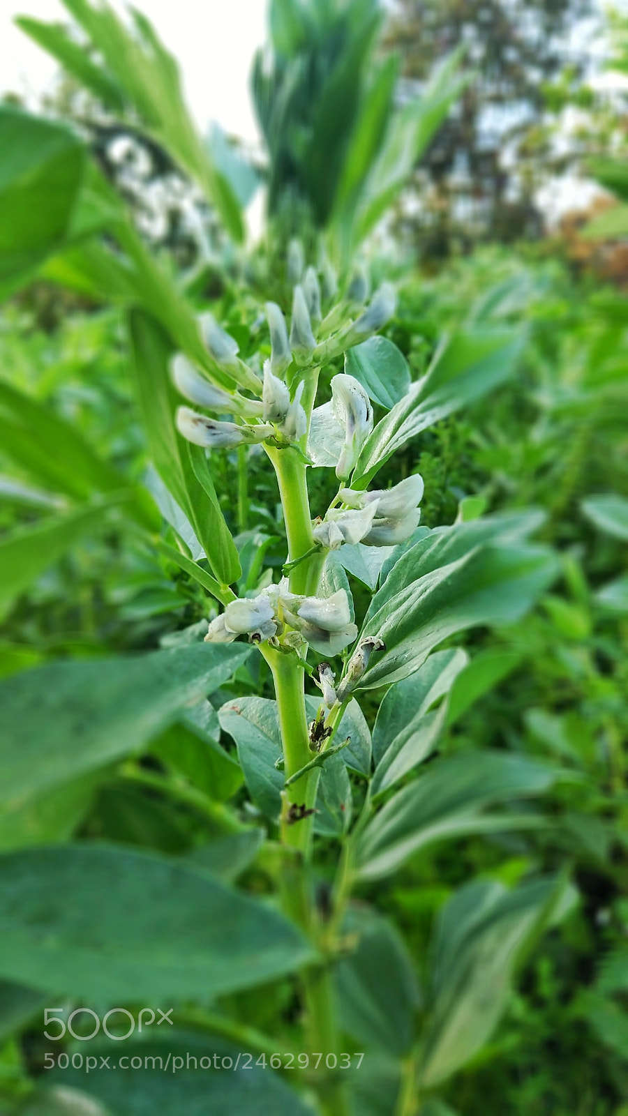 Xiaomi MI 5s sample photo. Flower photography