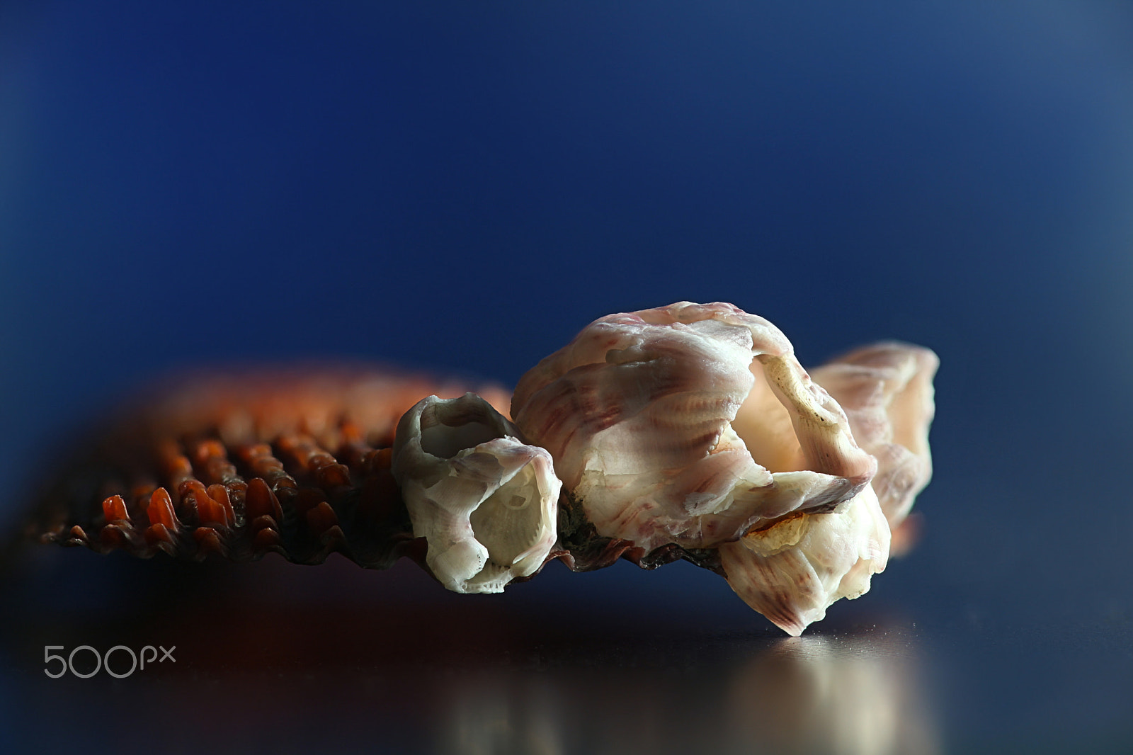 Canon EF 100mm F2.8L Macro IS USM sample photo. Bay barnacle photography