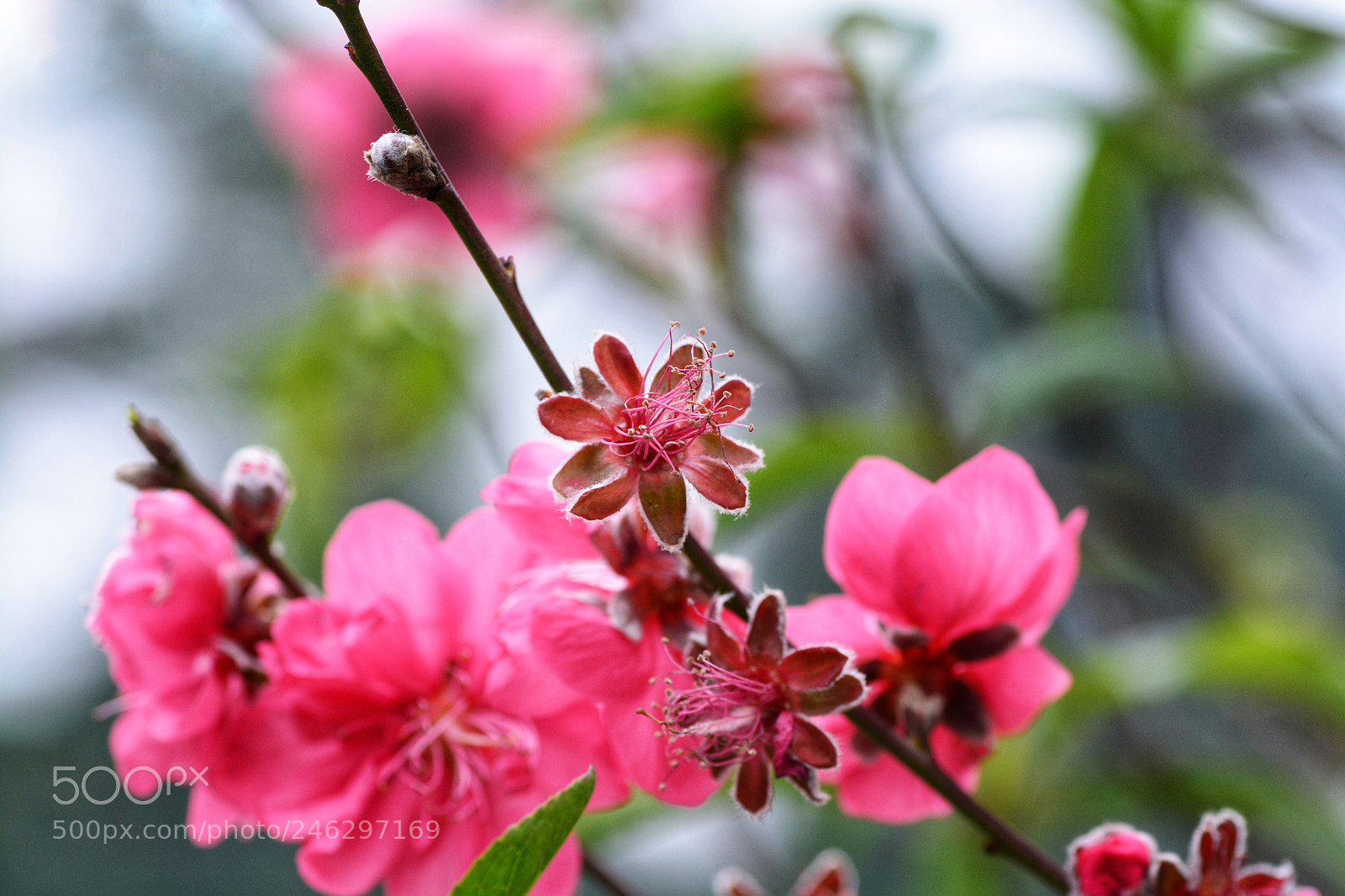 Nikon D7100 sample photo. Untitled photography