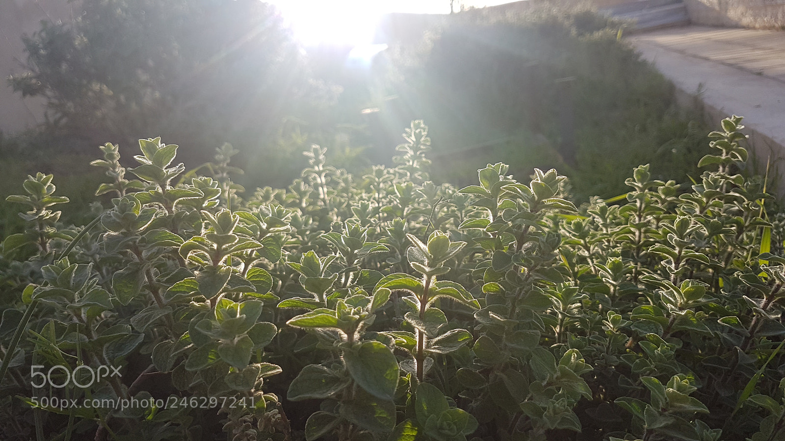 Samsung Galaxy S7 Edge sample photo. Untitled photography
