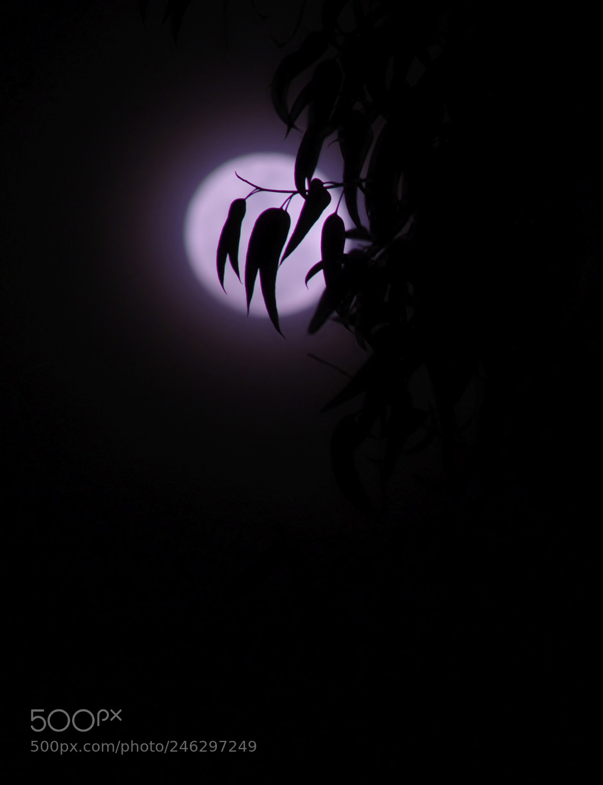 Pentax K-S2 sample photo. Full moon photography