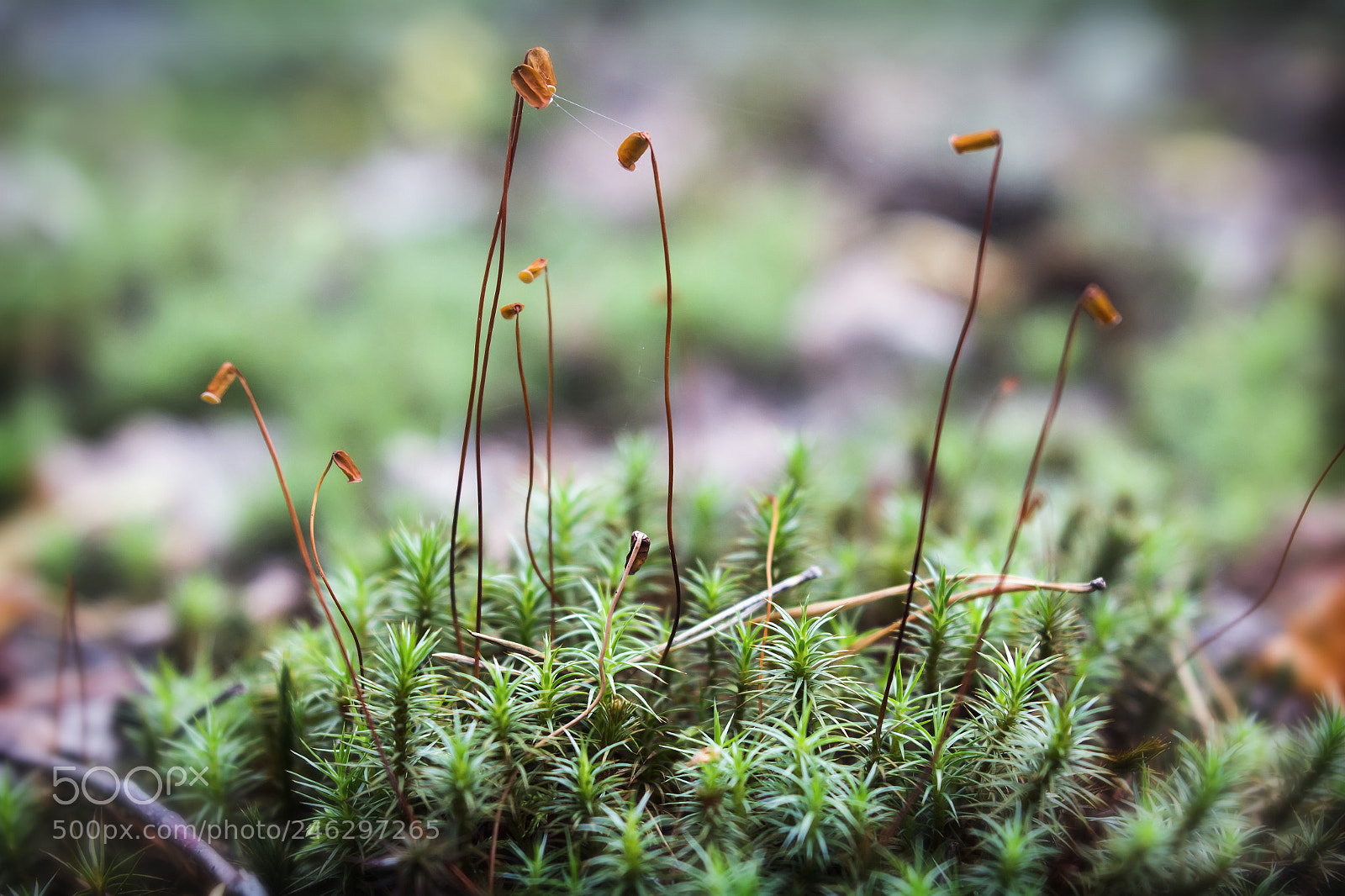 Canon EOS 60D sample photo. On the moss 3 photography