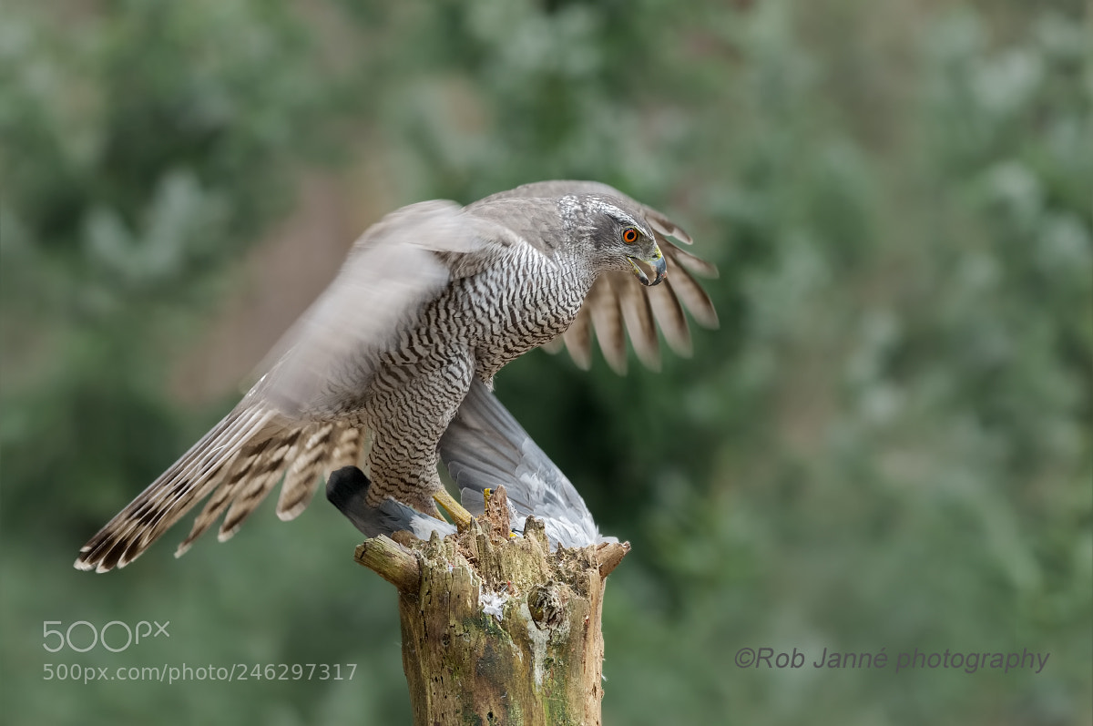 Nikon D300 sample photo. Northern goshawk photography
