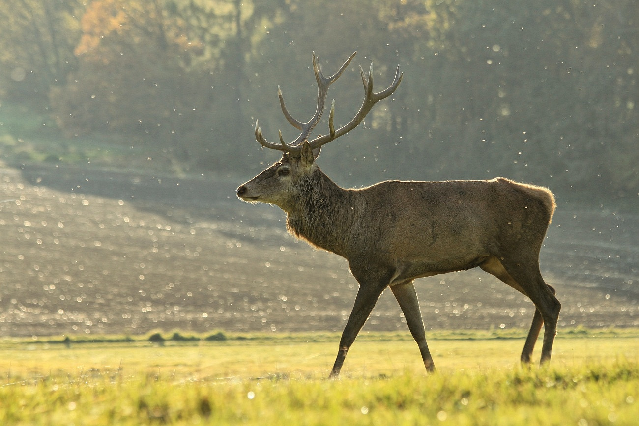 Canon EF 70-300mm F4-5.6 IS USM sample photo. Deer photography