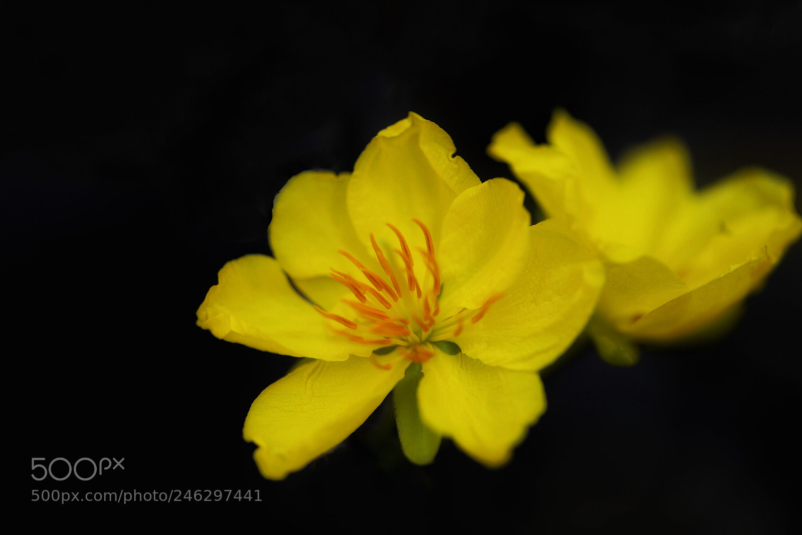 Nikon D610 sample photo. Ochna integerrima photography