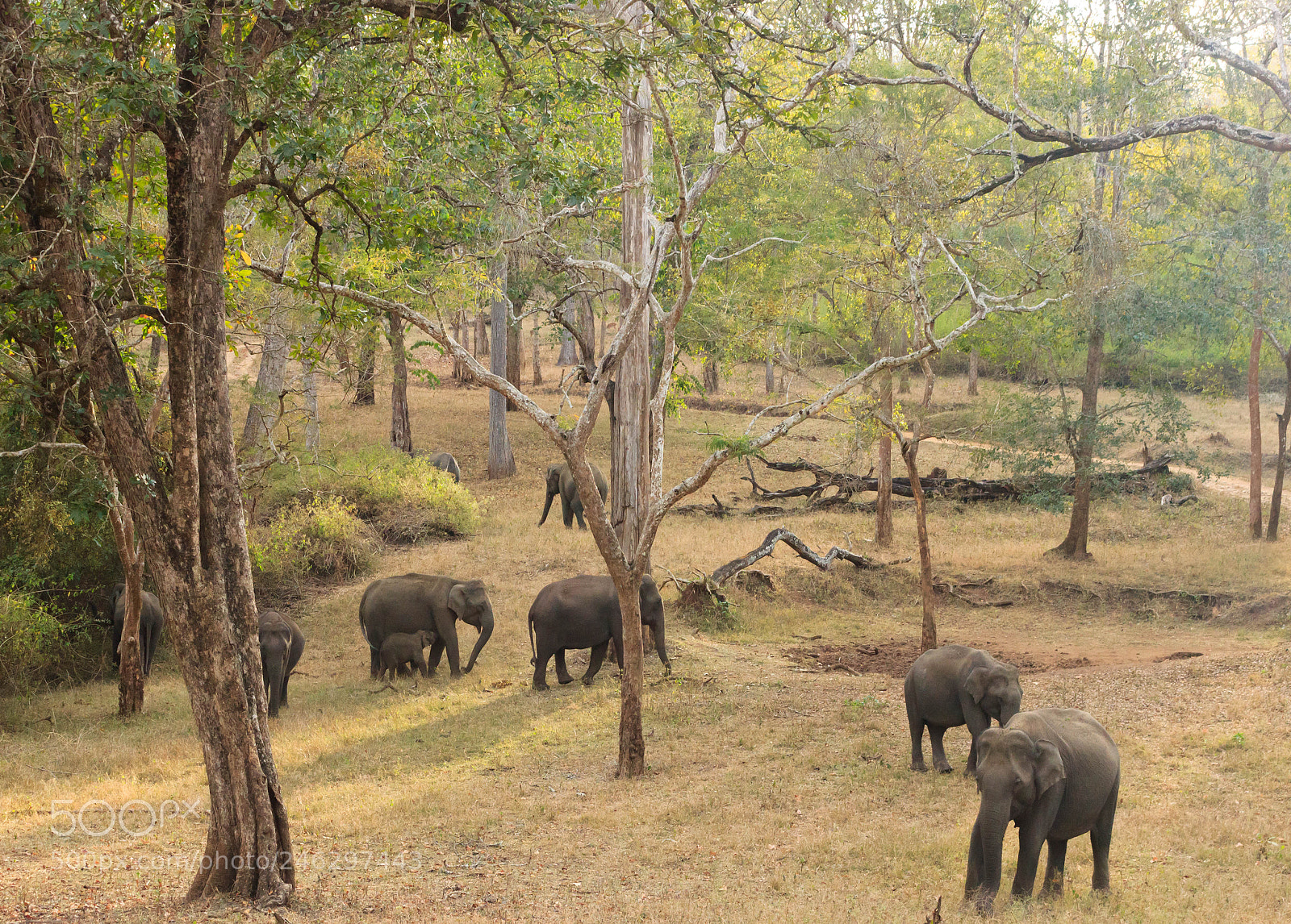 Canon EOS 600D (Rebel EOS T3i / EOS Kiss X5) sample photo. Beauty of western ghats photography