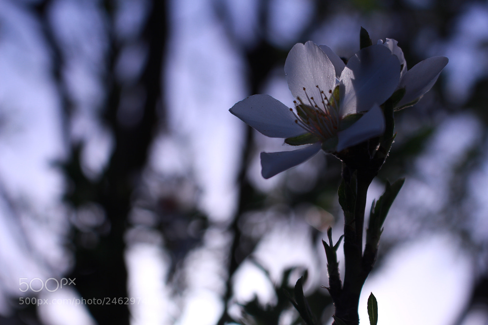 Canon EOS 700D (EOS Rebel T5i / EOS Kiss X7i) sample photo. Untitled photography