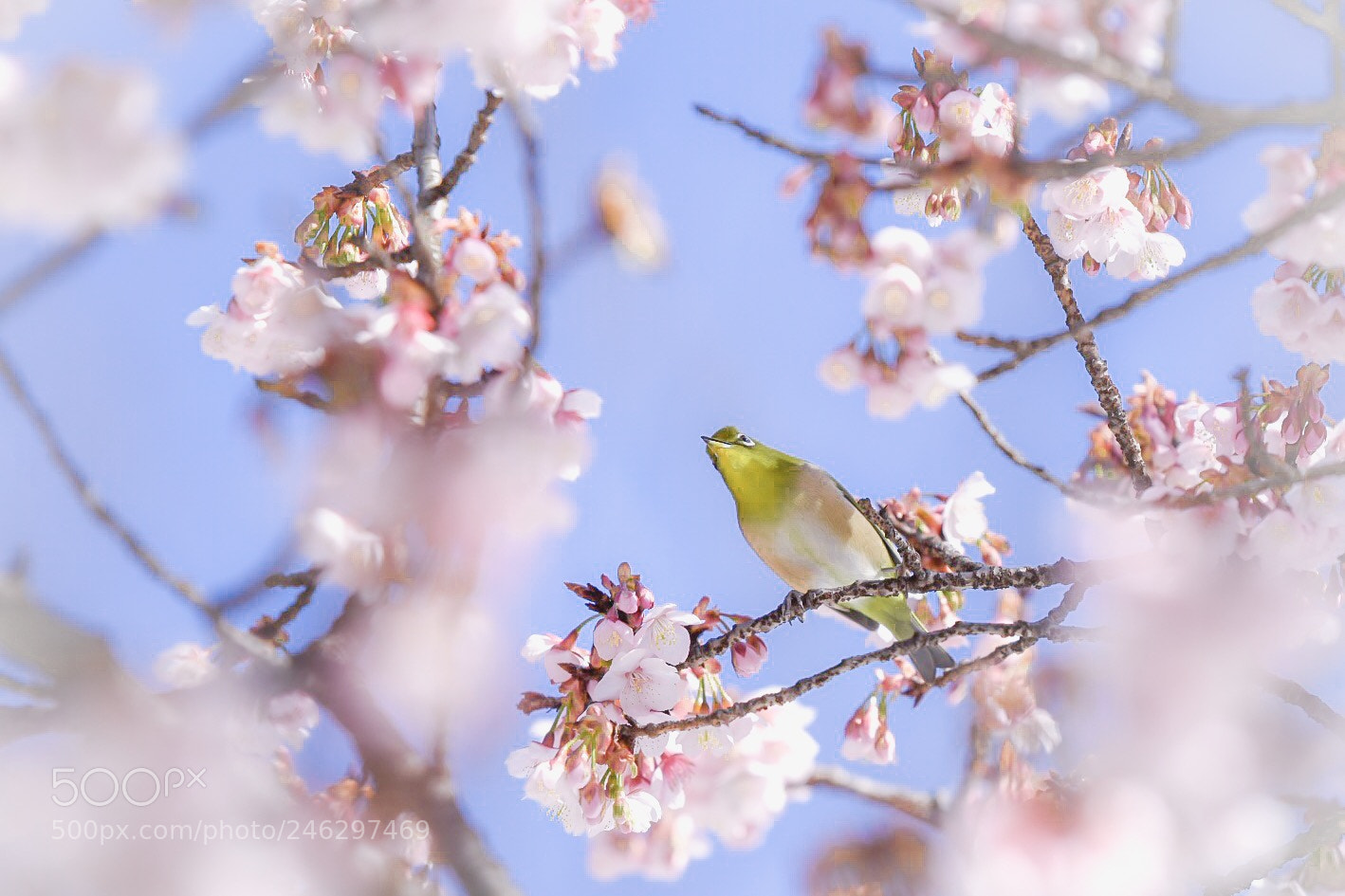 Nikon D5500 sample photo. Coming in spring photography
