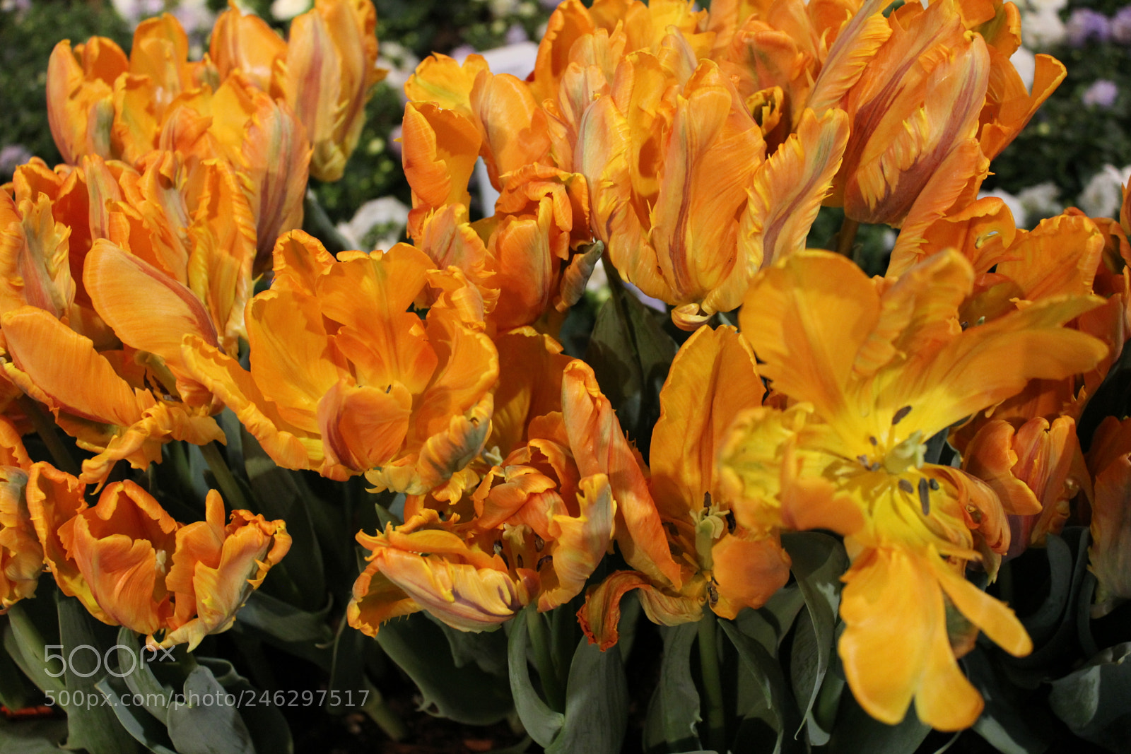 Canon EF-S 18-55mm F3.5-5.6 IS sample photo. Tulips,canada blooms, toronto, ontario photography