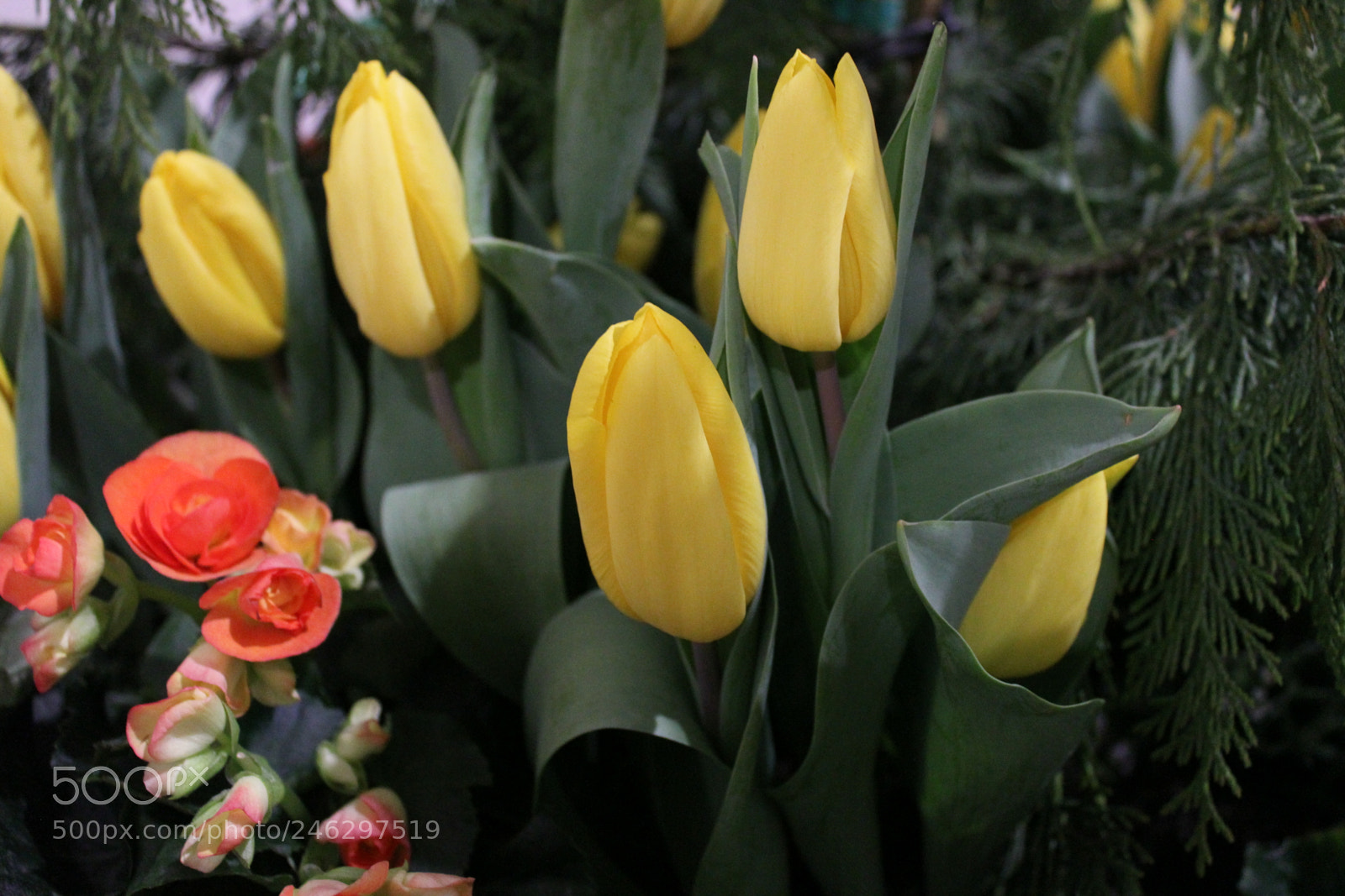 Canon EF-S 18-55mm F3.5-5.6 IS sample photo. Tulips,canada blooms, toronto, ontario photography