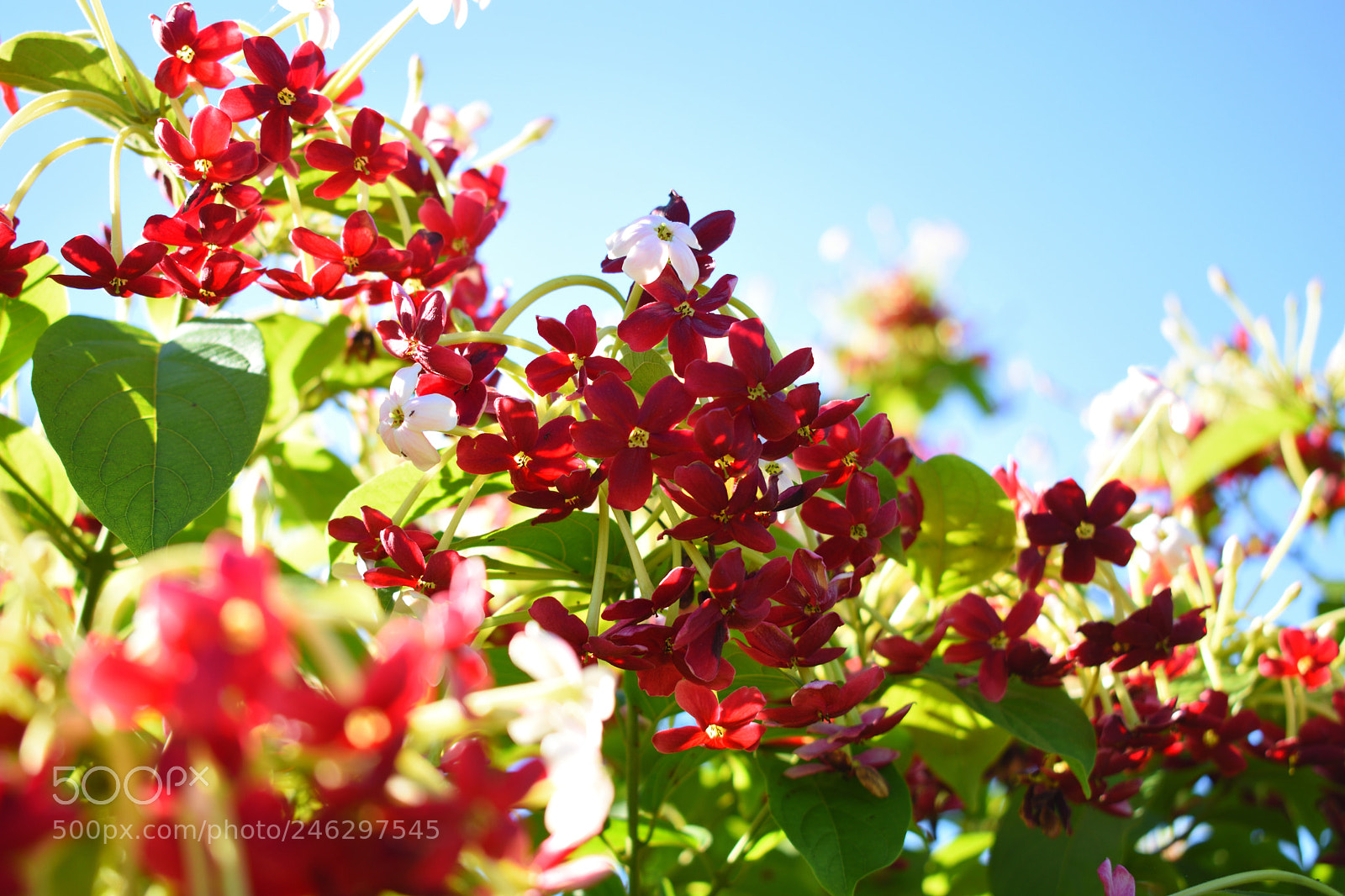 Nikon D3400 sample photo. Jazmín rojo photography