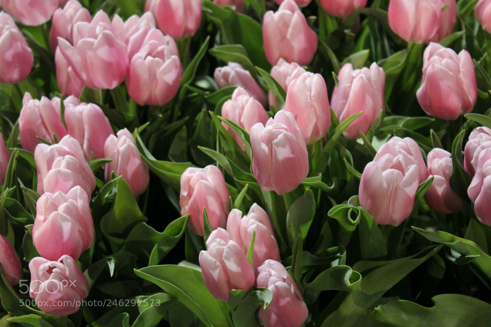 Canon EF-S 18-55mm F3.5-5.6 IS sample photo. Tulips,canada blooms, toronto, ontario photography