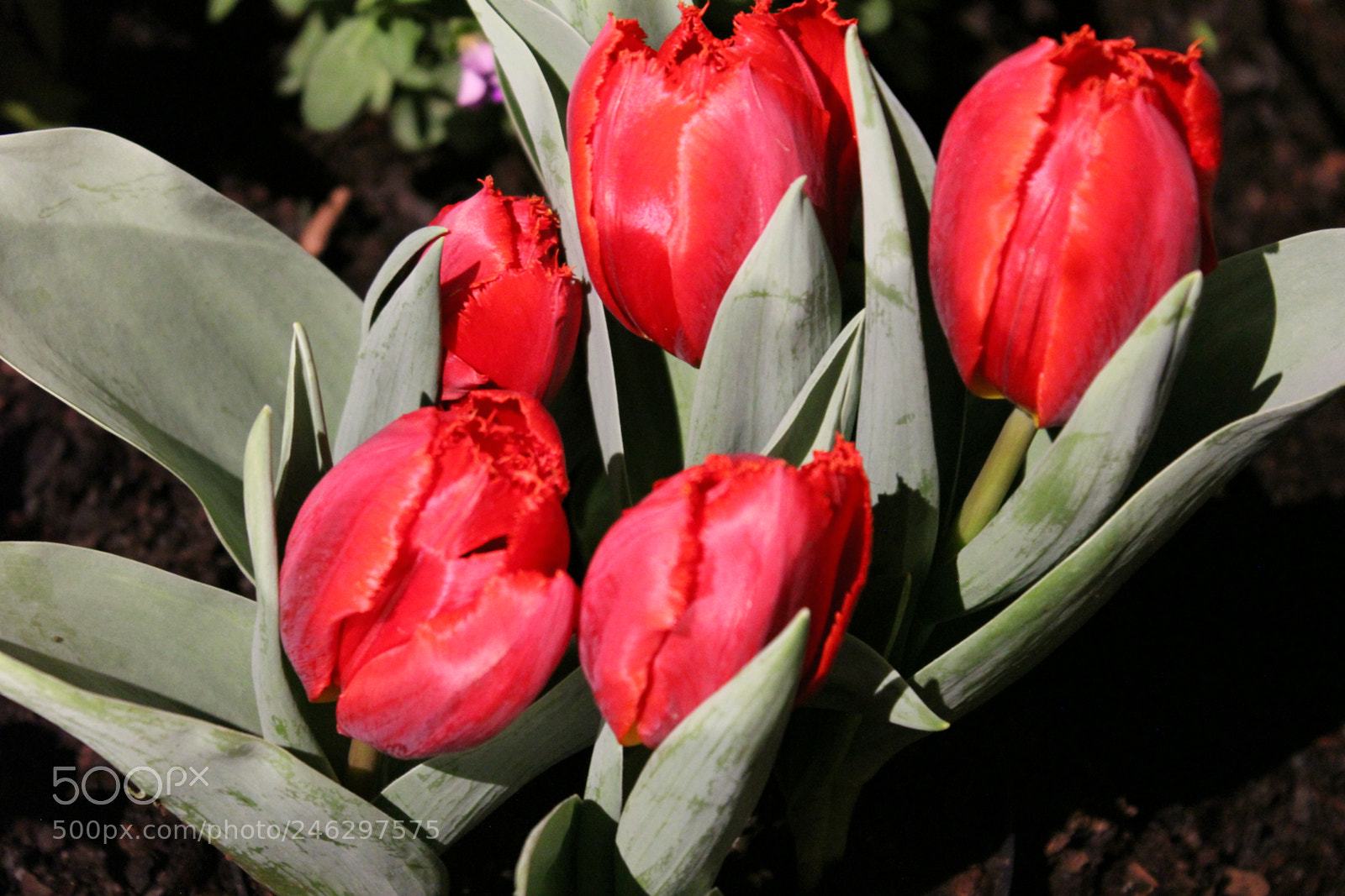 Canon EF-S 18-55mm F3.5-5.6 IS sample photo. Tulips,canada blooms, toronto, ontario photography