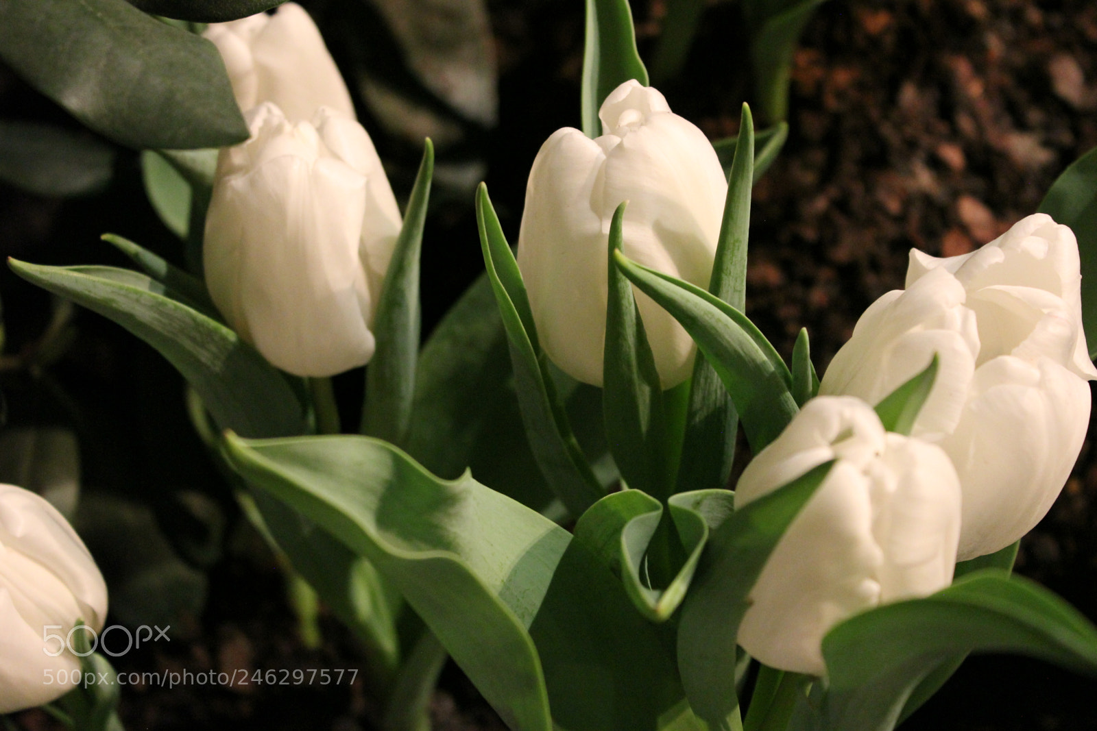 Canon EF-S 18-55mm F3.5-5.6 IS sample photo. Tulips,canada blooms, toronto, ontario photography