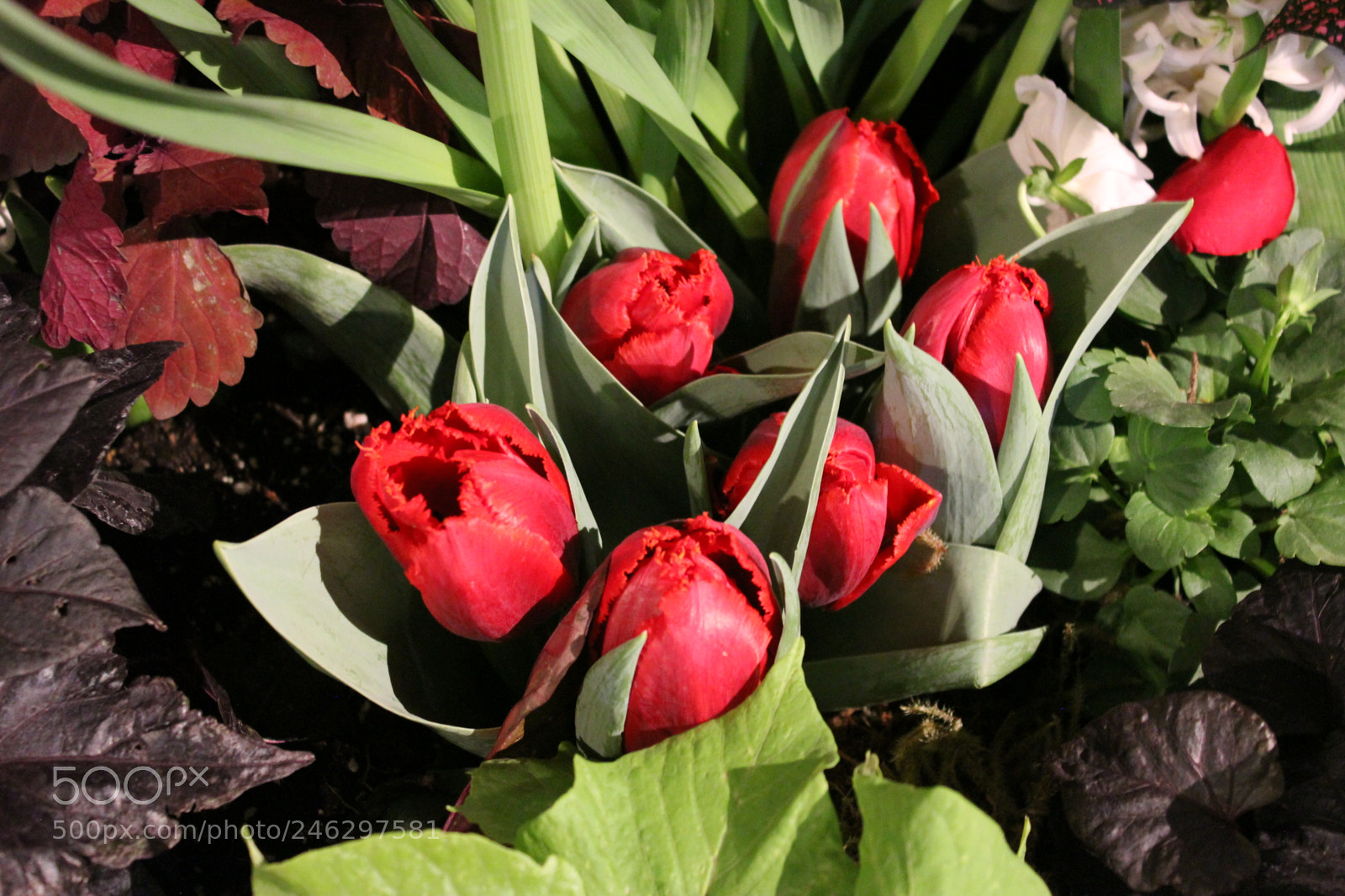Canon EF-S 18-55mm F3.5-5.6 IS sample photo. Tulips,canada blooms, toronto, ontario photography