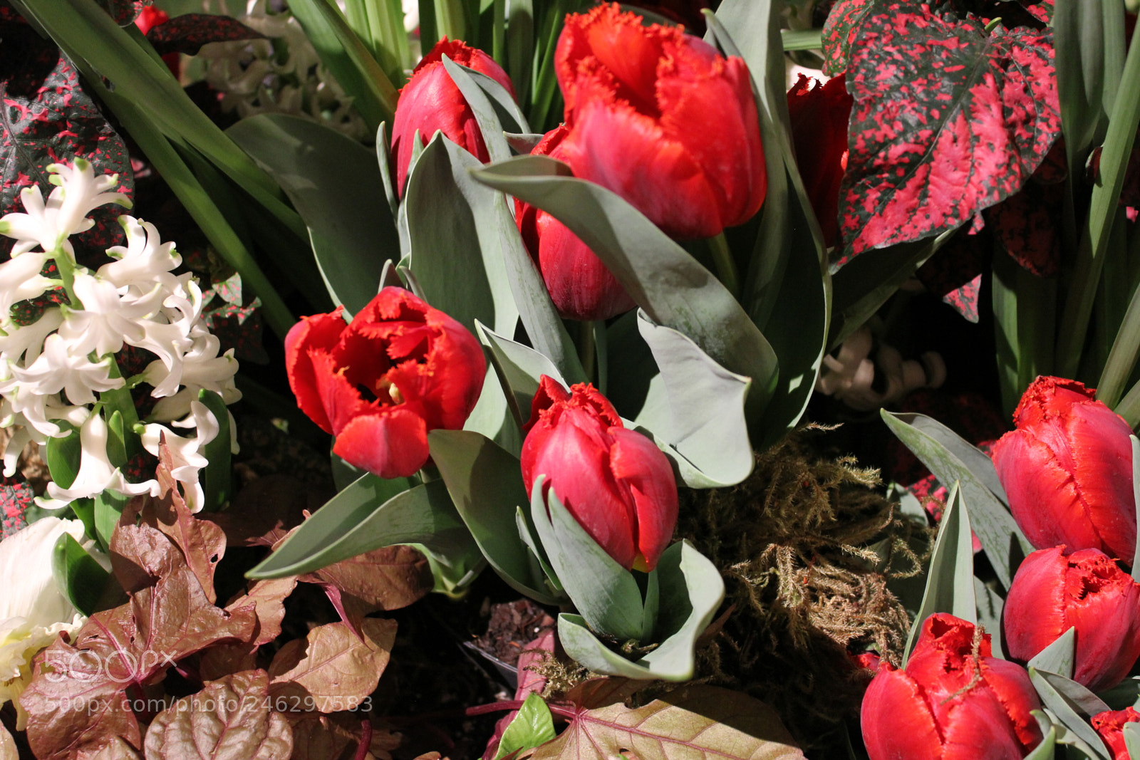 Canon EF-S 18-55mm F3.5-5.6 IS sample photo. Tulips,canada blooms, toronto, ontario photography