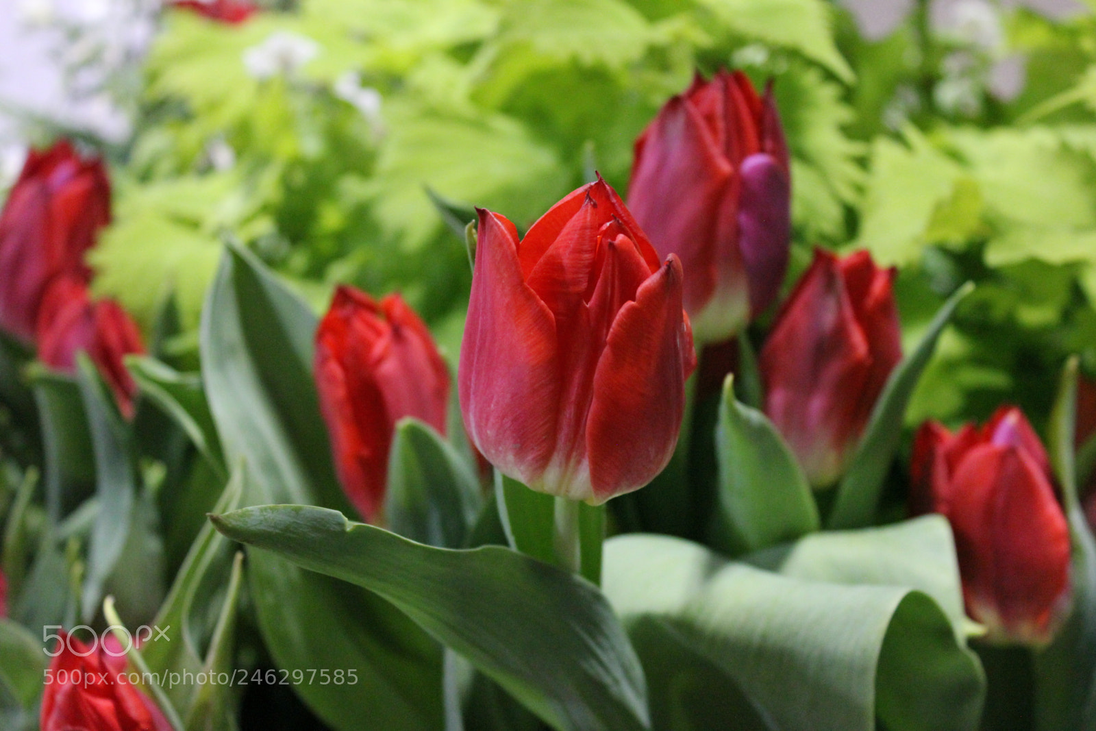 Canon EF-S 18-55mm F3.5-5.6 IS sample photo. Tulips,canada blooms, toronto, ontario photography