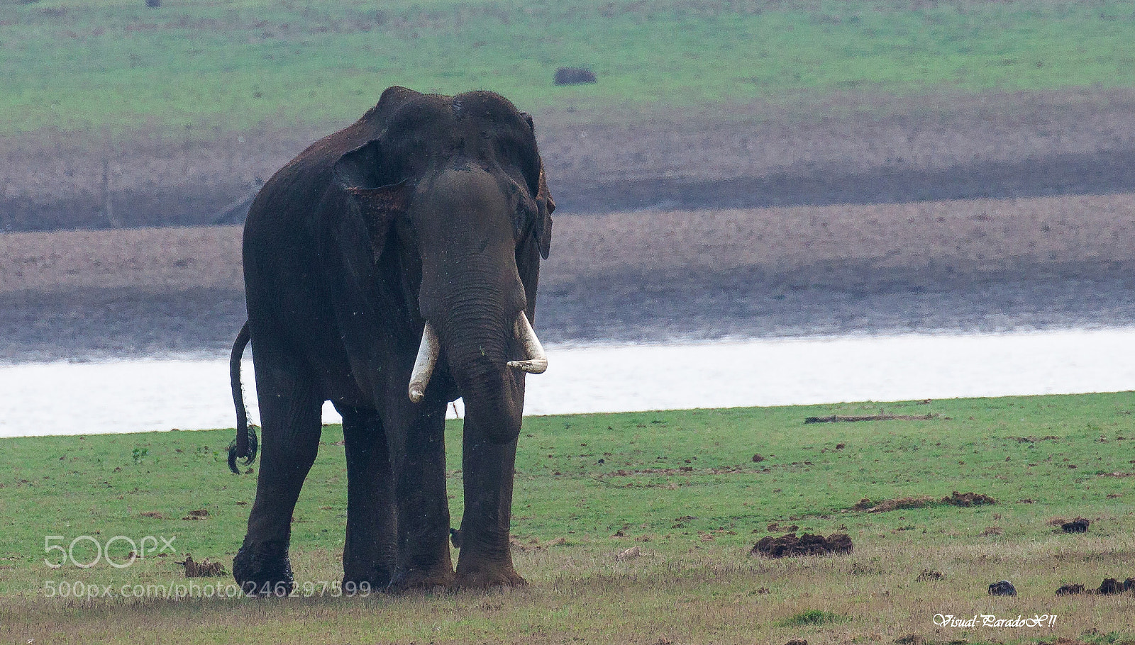 Canon EOS 500D (EOS Rebel T1i / EOS Kiss X3) sample photo. Kabini giant photography
