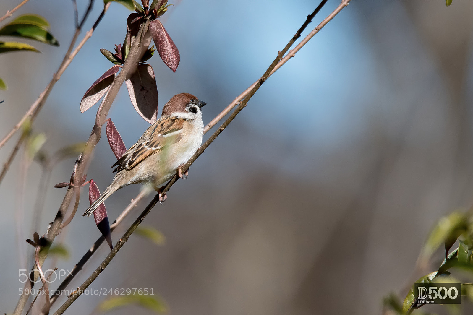 Nikon D500 sample photo. Eurasian tree sparrow passer photography