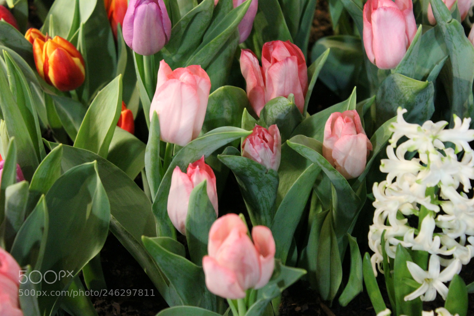 Canon EF-S 18-55mm F3.5-5.6 IS sample photo. Tulips,canada blooms, toronto, ontario photography