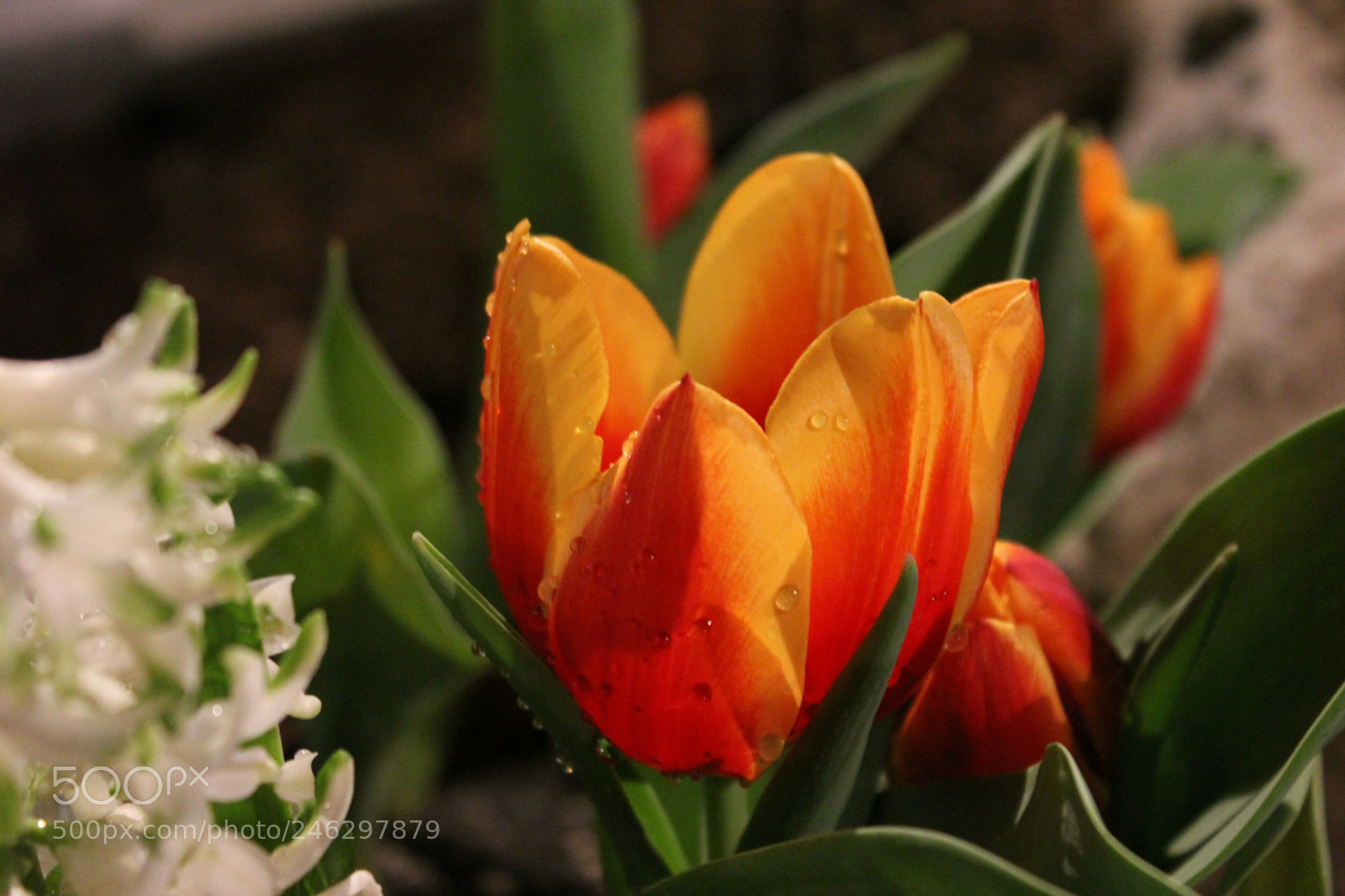 Canon EF-S 18-55mm F3.5-5.6 IS sample photo. Tulips,canada blooms, toronto, ontario photography