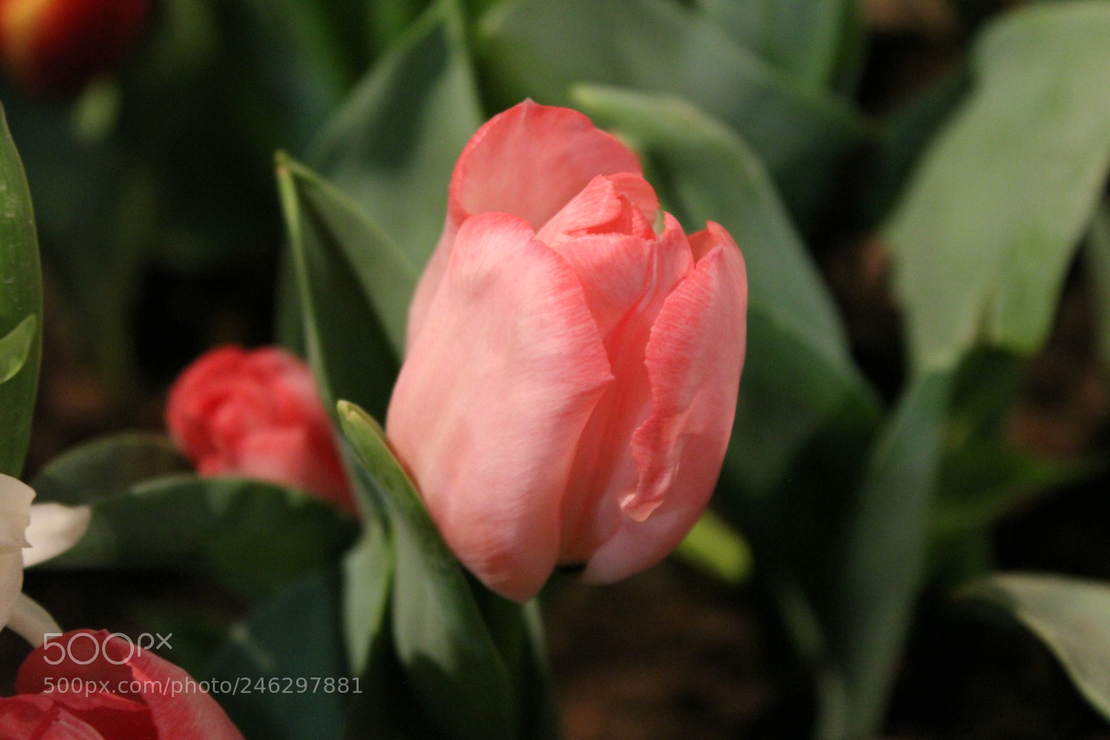 Canon EF-S 18-55mm F3.5-5.6 IS sample photo. Tulips,canada blooms, toronto, ontario photography