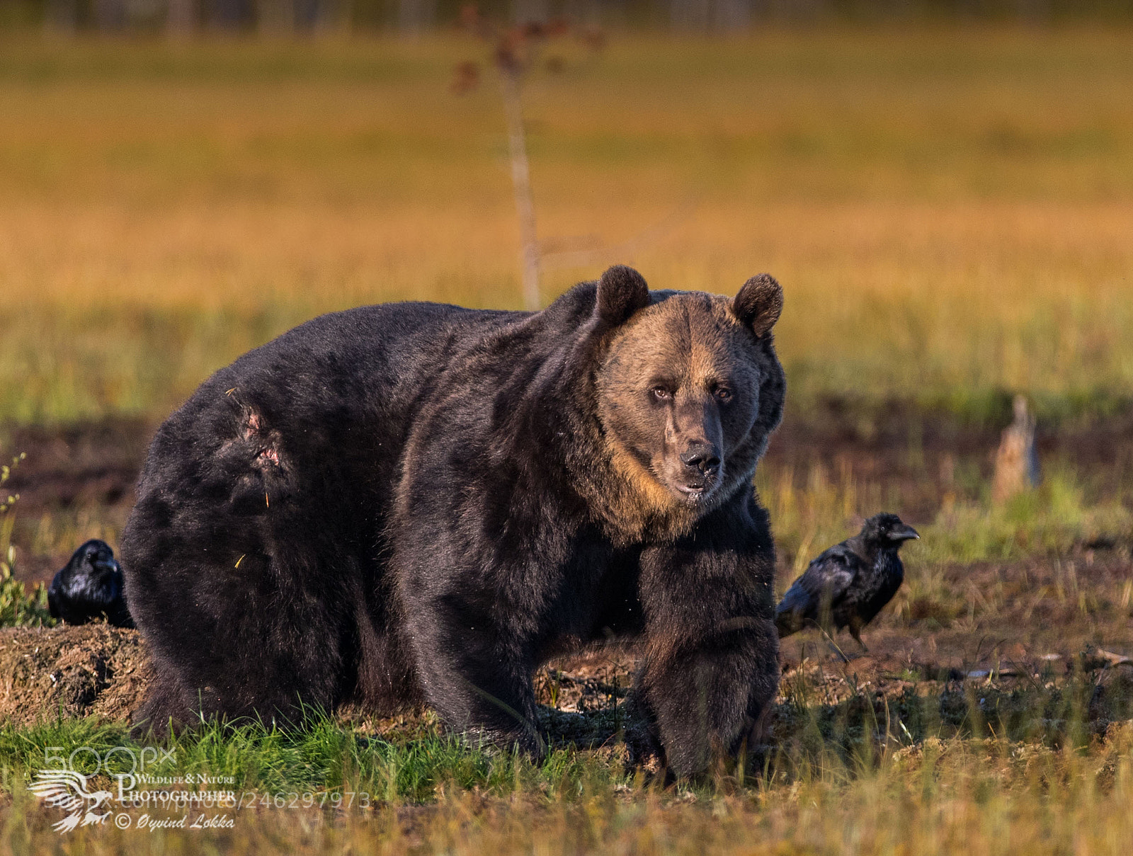 Canon EOS-1D X Mark II sample photo. Brown bear photography