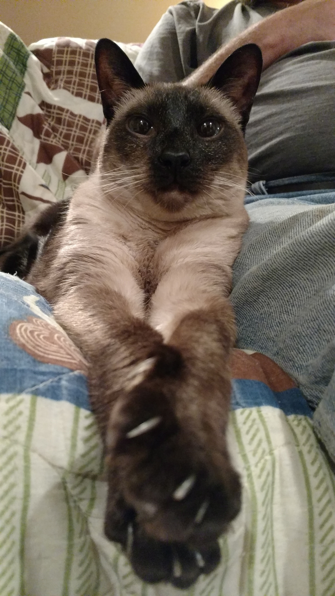 Motorola DROID Turbo 2 sample photo. Shelby the siamese photography