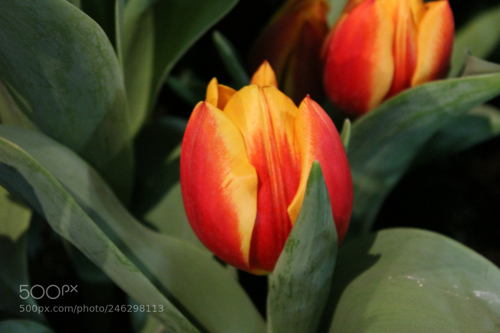 Canon EF-S 18-55mm F3.5-5.6 IS sample photo. Tulips,canada blooms, toronto, ontario photography