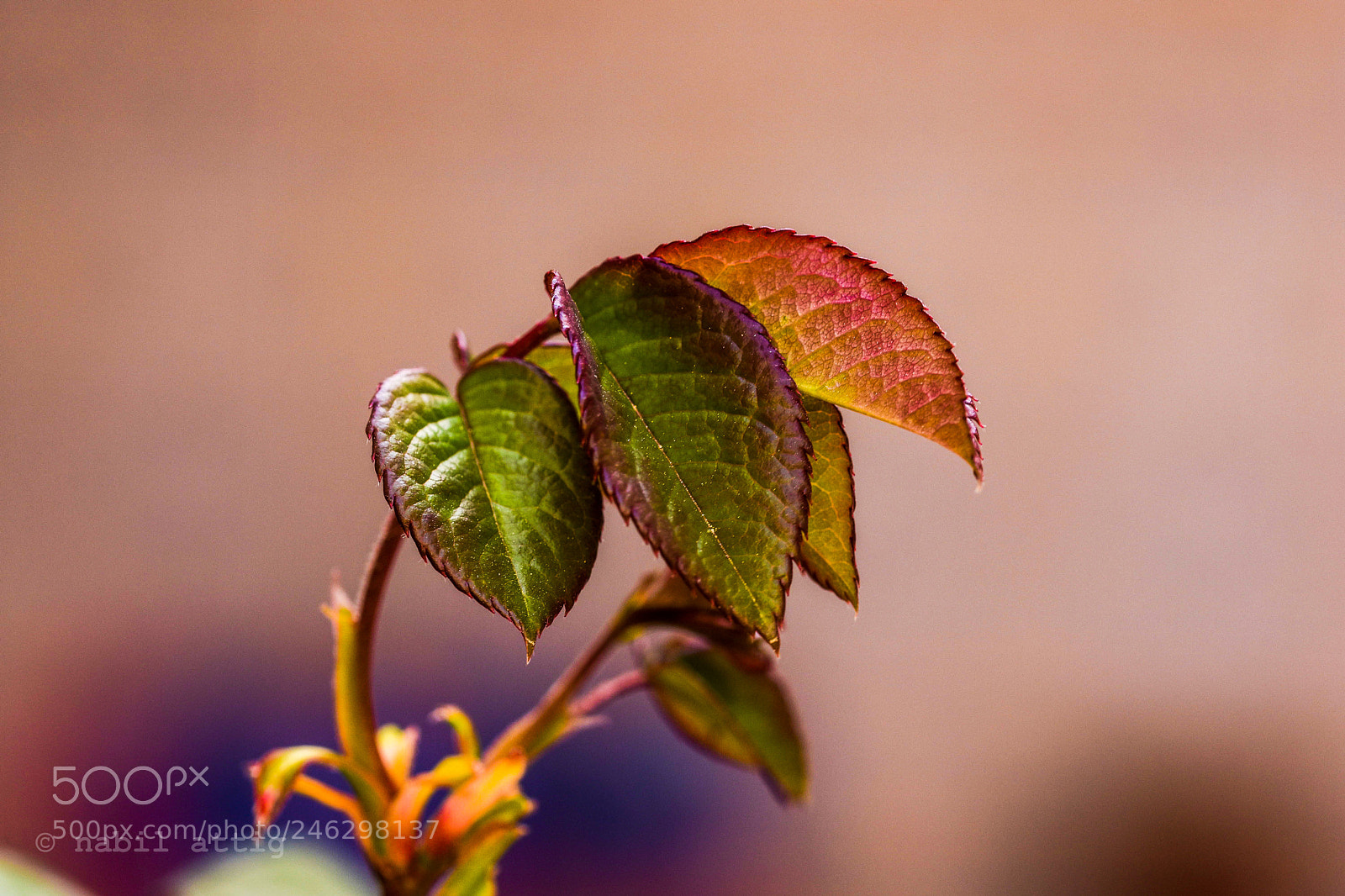 Nikon D7200 sample photo. Untitled photography