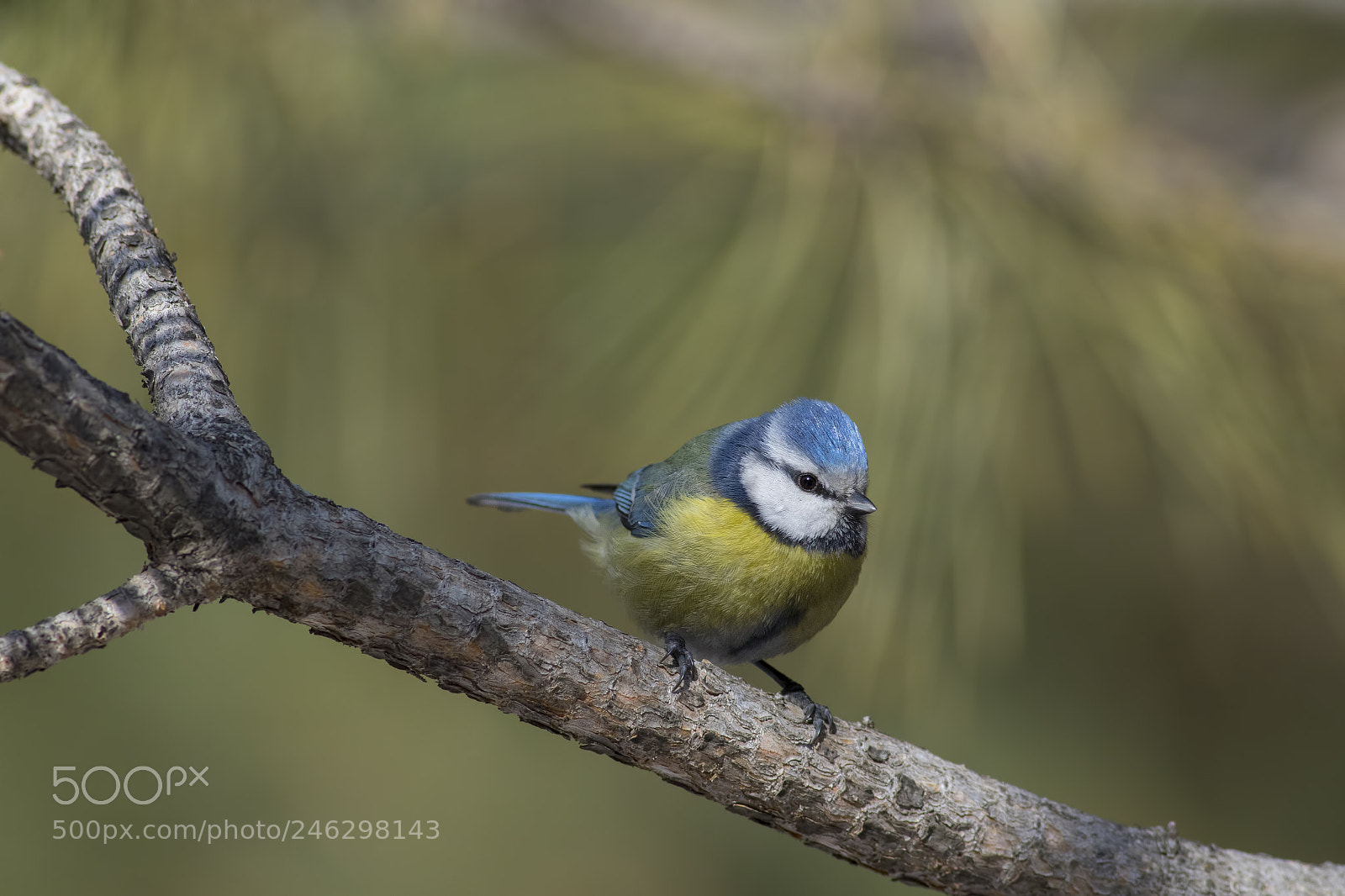 Canon EOS 7D Mark II sample photo. Eurasian blue tit  photography