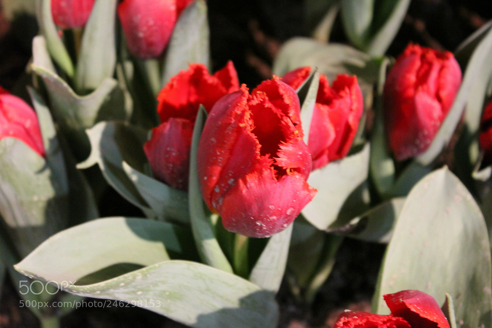 Canon EF-S 18-55mm F3.5-5.6 IS sample photo. Tulips,canada blooms, toronto, ontario photography