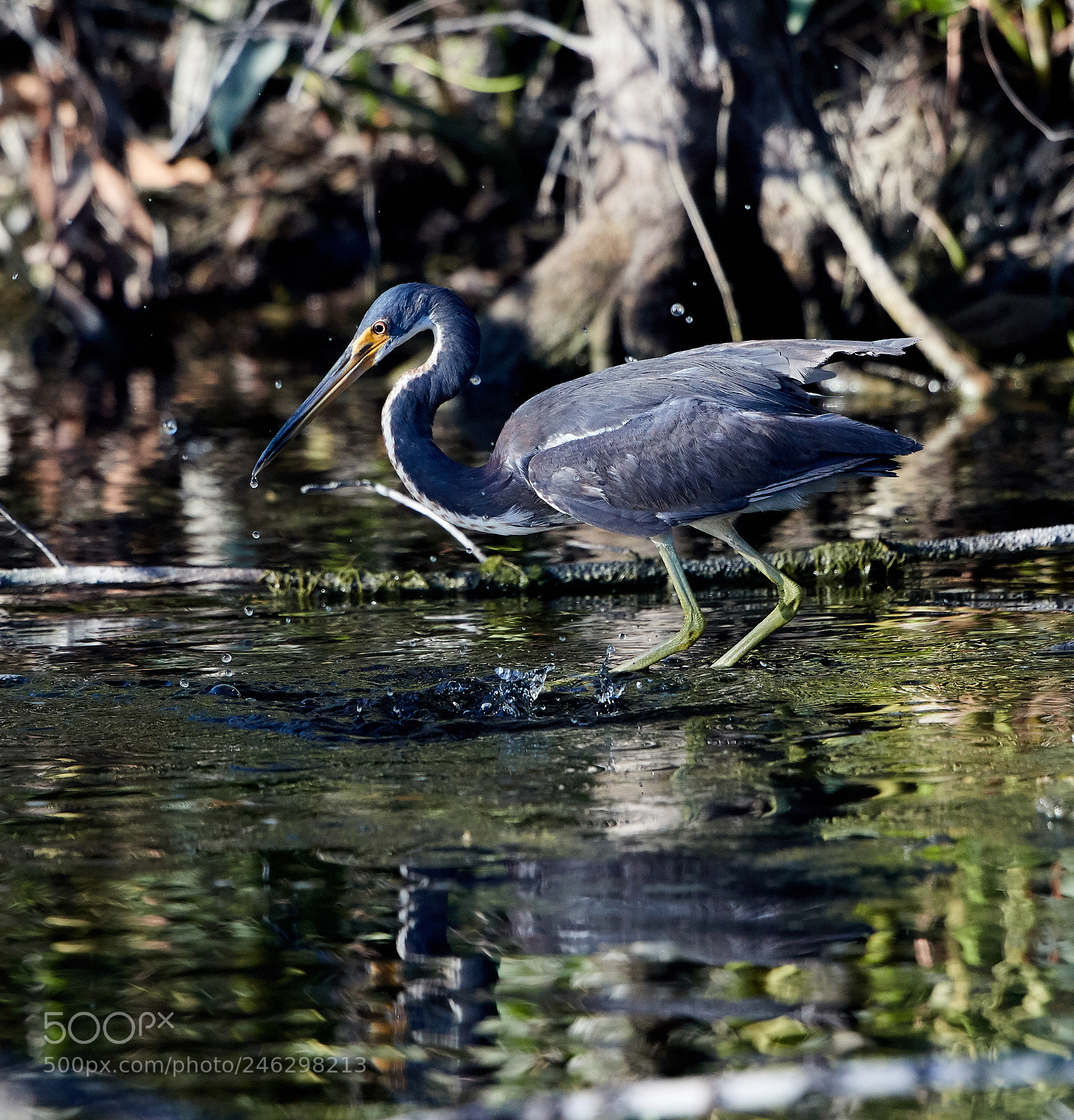 Canon EOS-1D X Mark II sample photo. 02-16-18-0003946.jpg photography