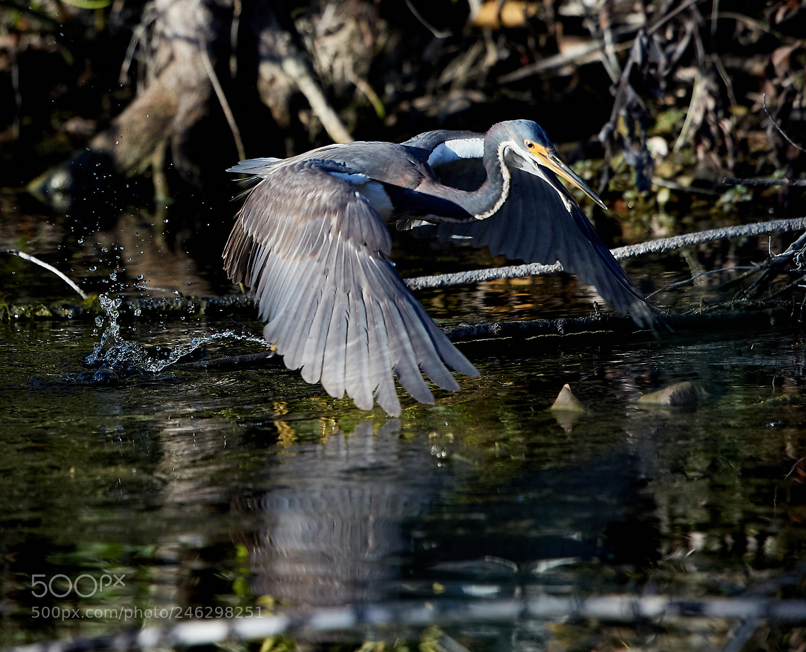 Canon EOS-1D X Mark II sample photo. 02-16-18-0003945.jpg photography
