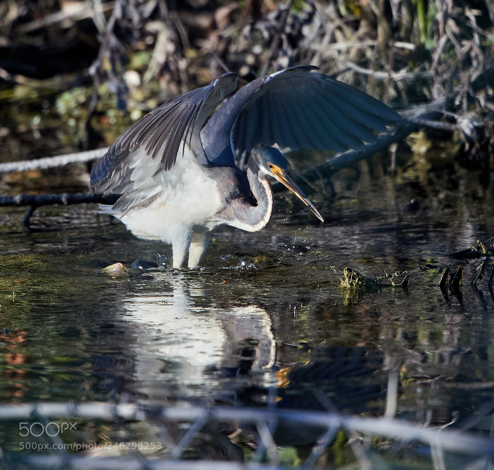 Canon EOS-1D X Mark II sample photo. 02-16-18-0003944.jpg photography