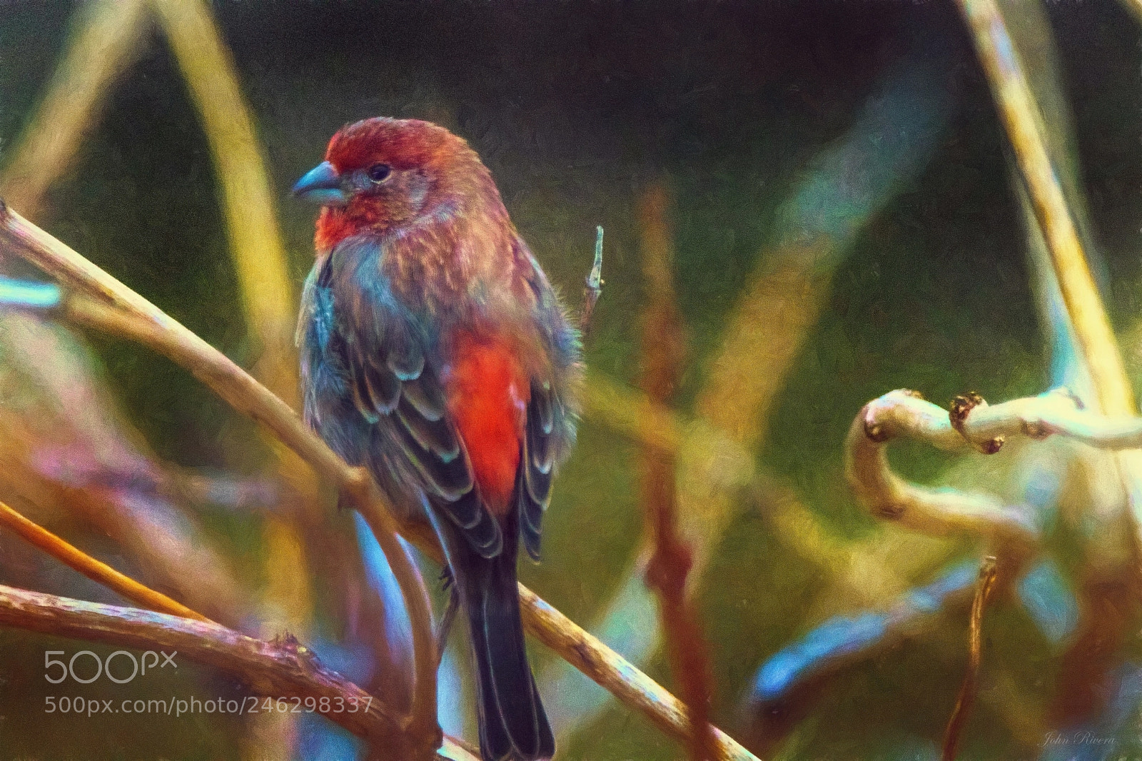 Canon EOS 760D (EOS Rebel T6s / EOS 8000D) sample photo. House finch photography